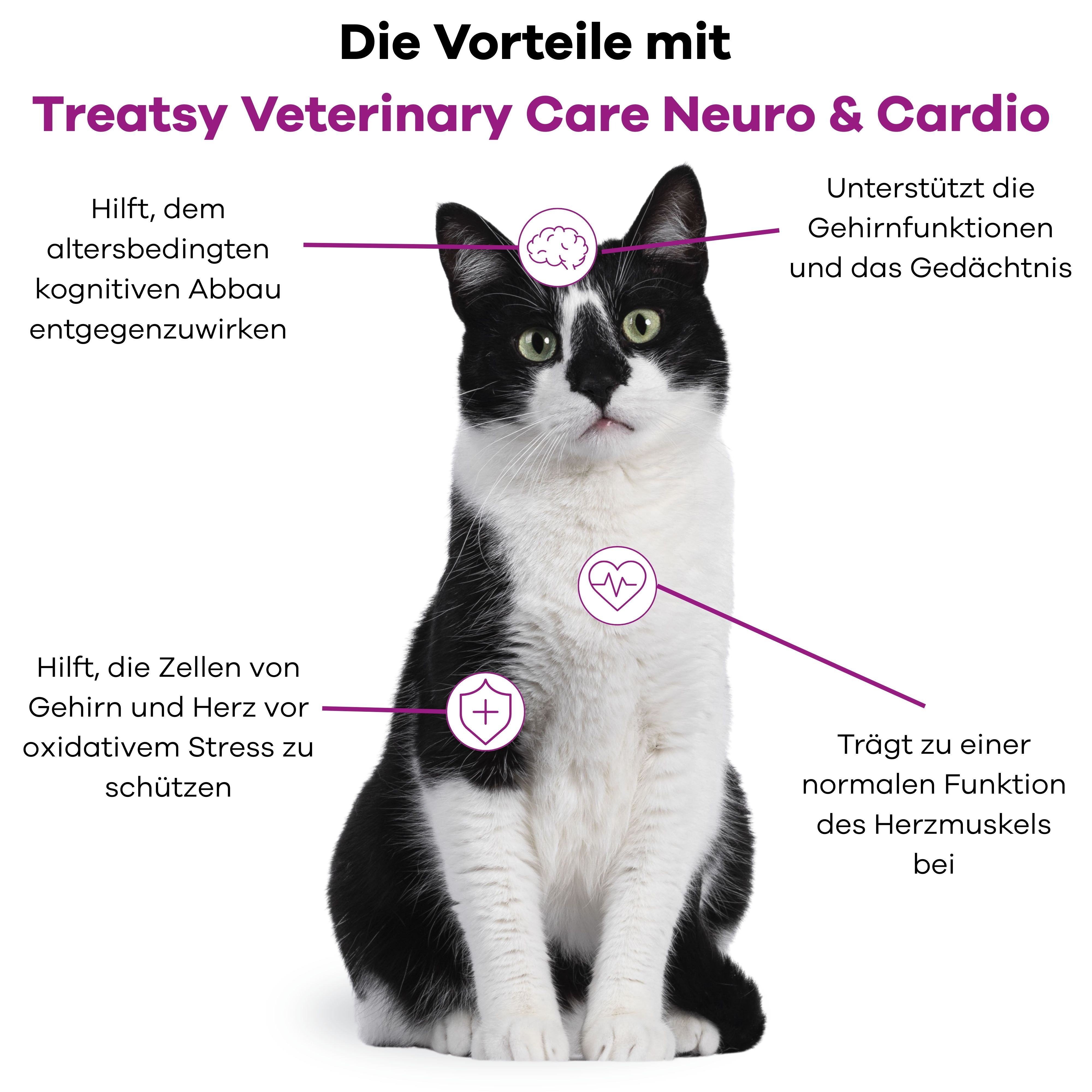 Katze mit Diagramm. Vorteile von Treatsy Veterinary Care Neuro & Cardio. Text und Symbole für Gehirn und Herz.