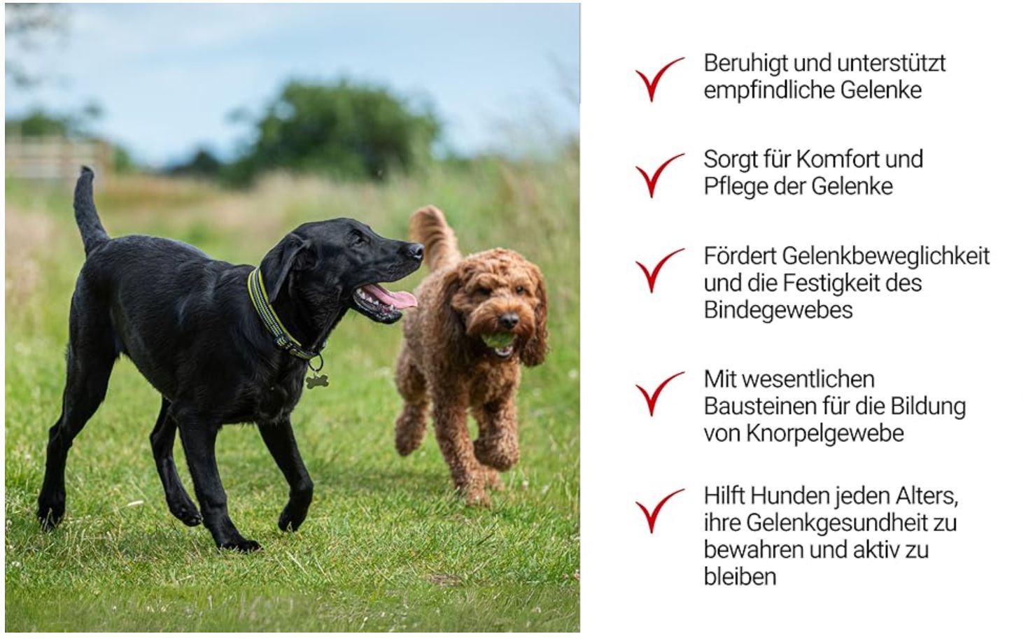 Zwei Hunde spielen auf einer Wiese. Text: Beruhigt und unterstützt empfindliche Gelenke, fördert Beweglichkeit, hilft Gelenkgesundheit.