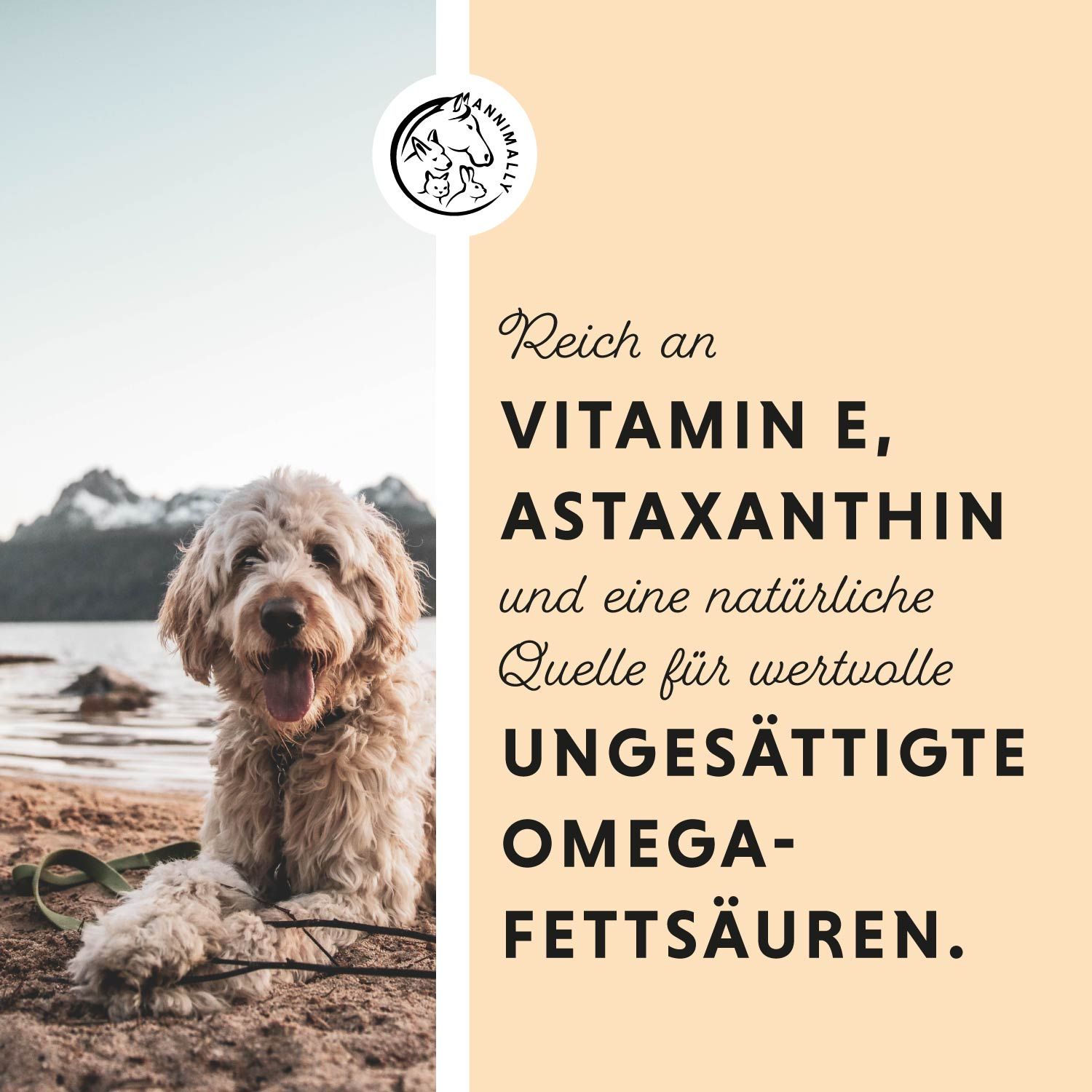 Hund am Strand. Text: Reich an Vitamin E, Astaxanthin und eine natürliche Quelle für wertvolle ungesättigte Omega-Fettsäuren.