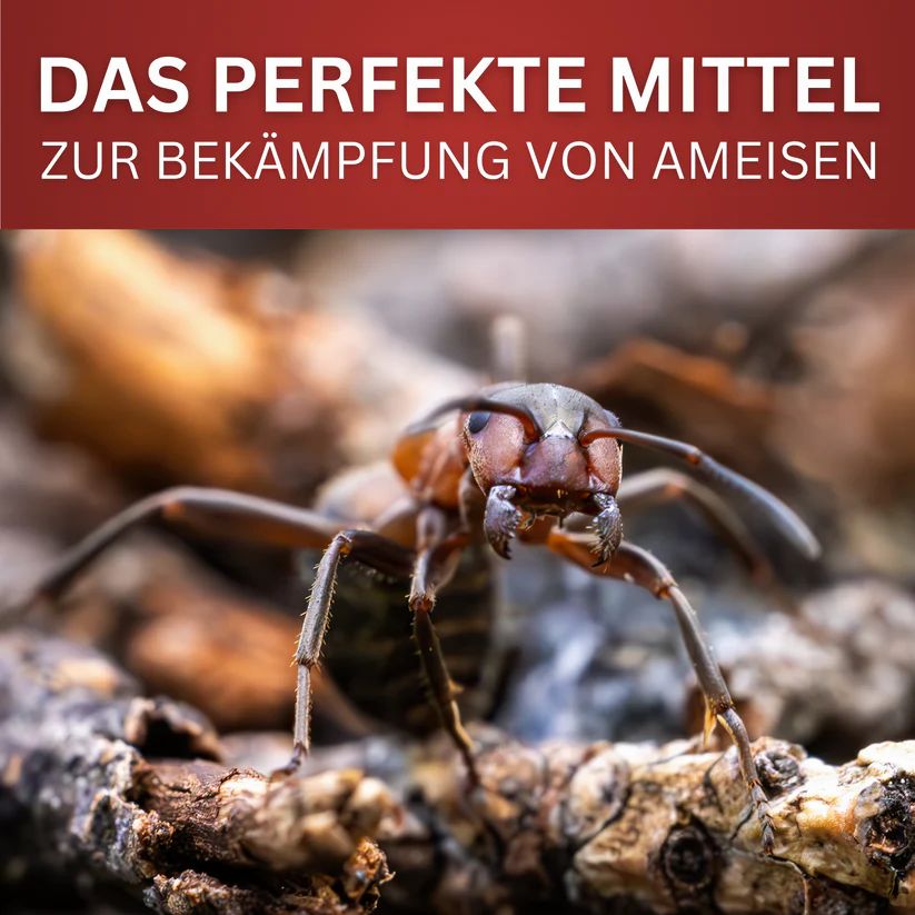 Nahaufnahme einer Ameise auf einem Ast. Text: Das perfekte Mittel zur Bekämpfung von Ameisen.