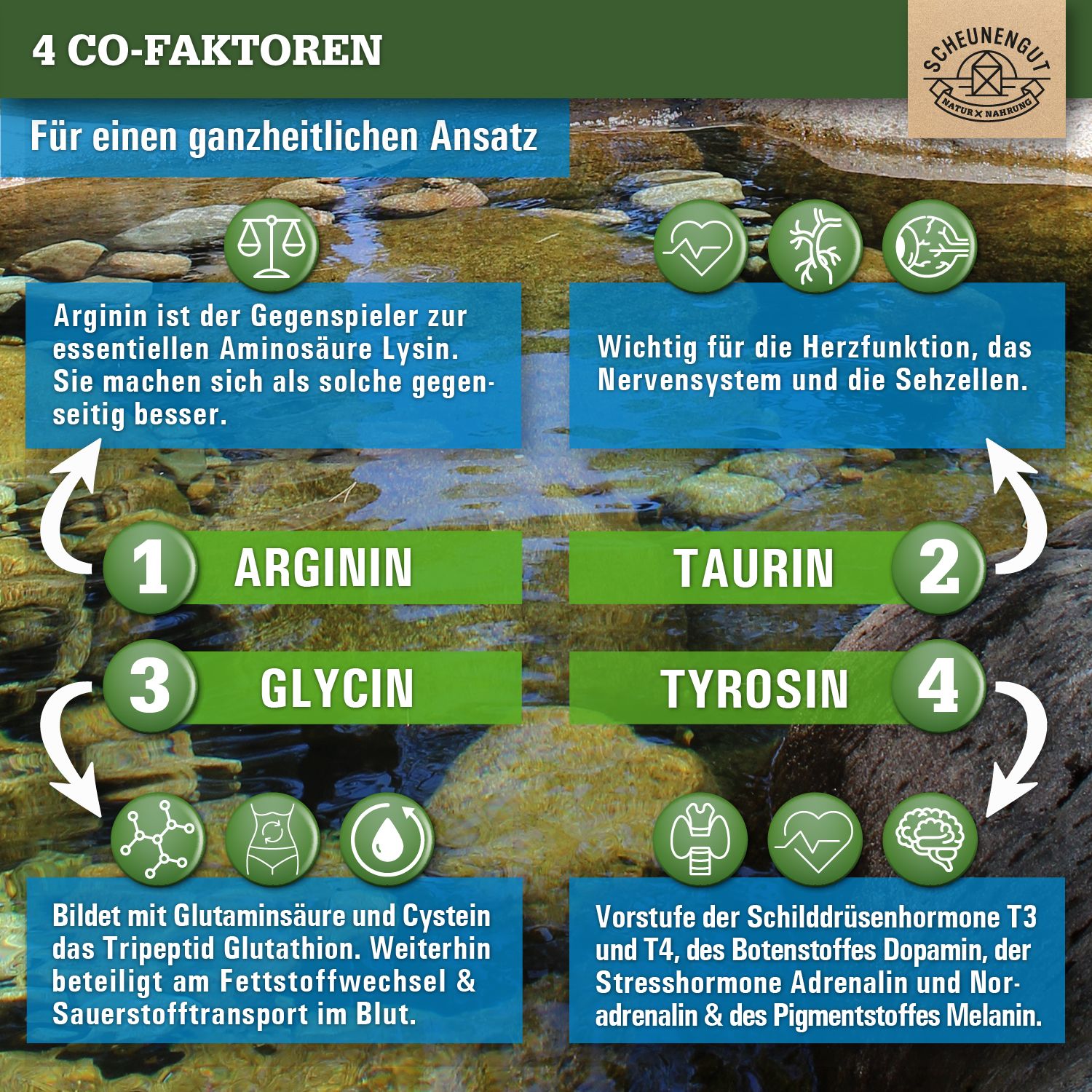 Infografik mit 4 Co-Faktoren. Texte: Arginin, Taurin, Glycin, Tyrosin. Scheunengut Logo.
