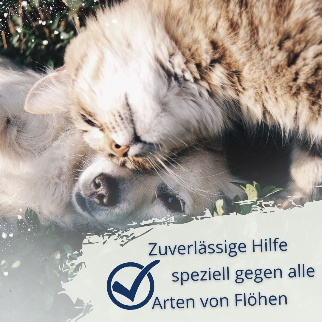 Ein Hund und eine Katze liegen eng beieinander, mit Text über Flöhen.