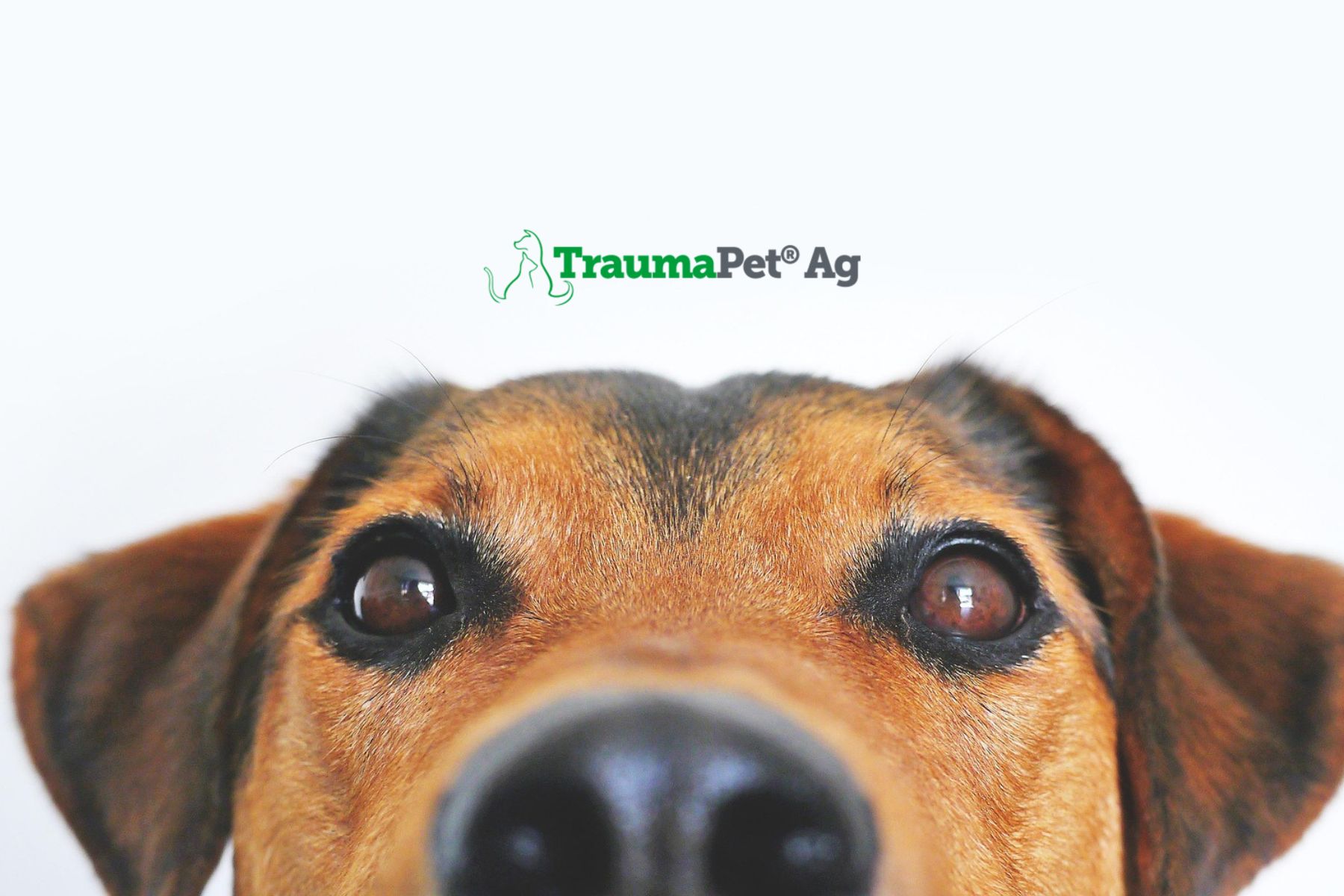 Nahaufnahme eines Hundes. Augenbraune, Nase und Augen sichtbar. Logo: TraumaPet Ag.
