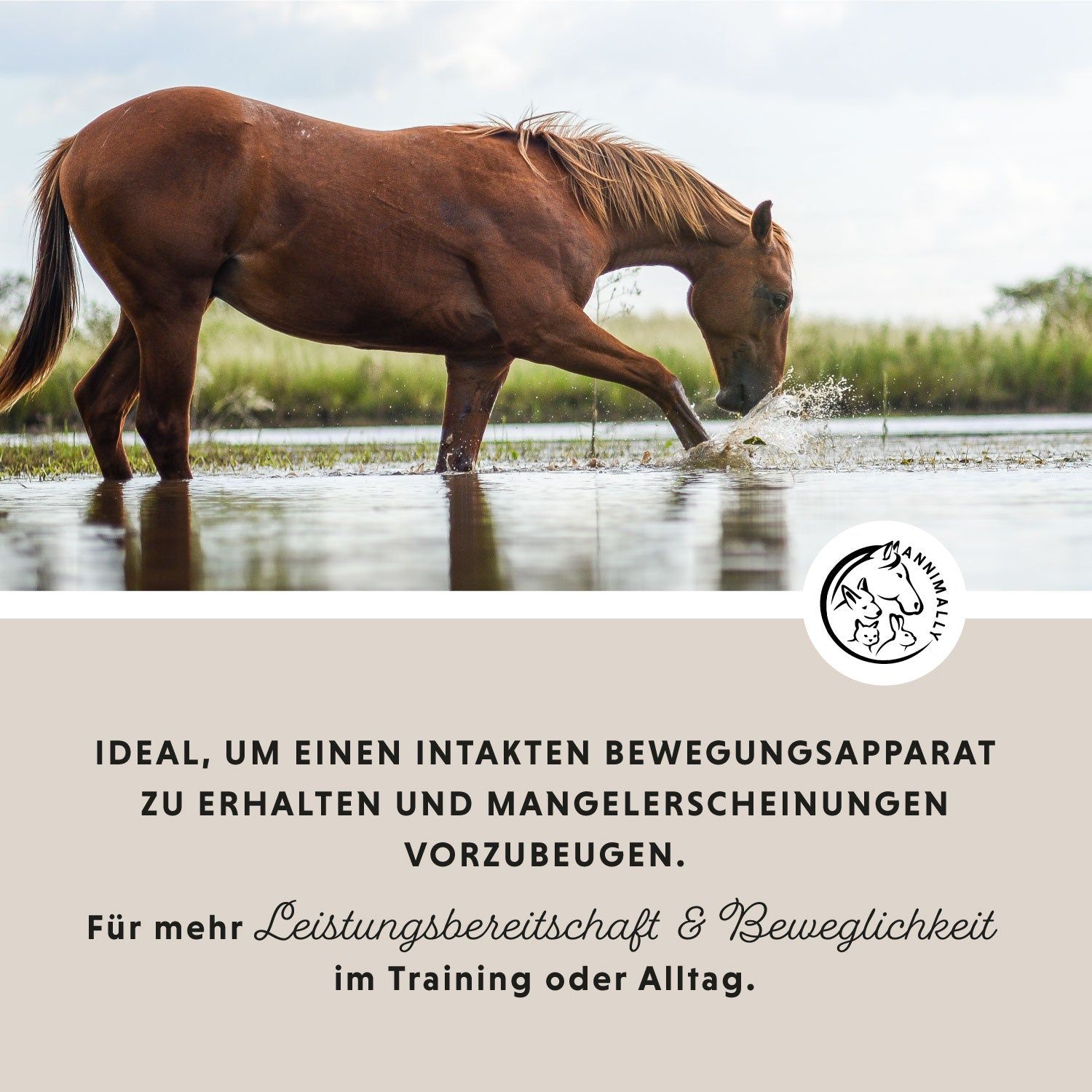 Annimally Bewegungsfreude Sensitiv
