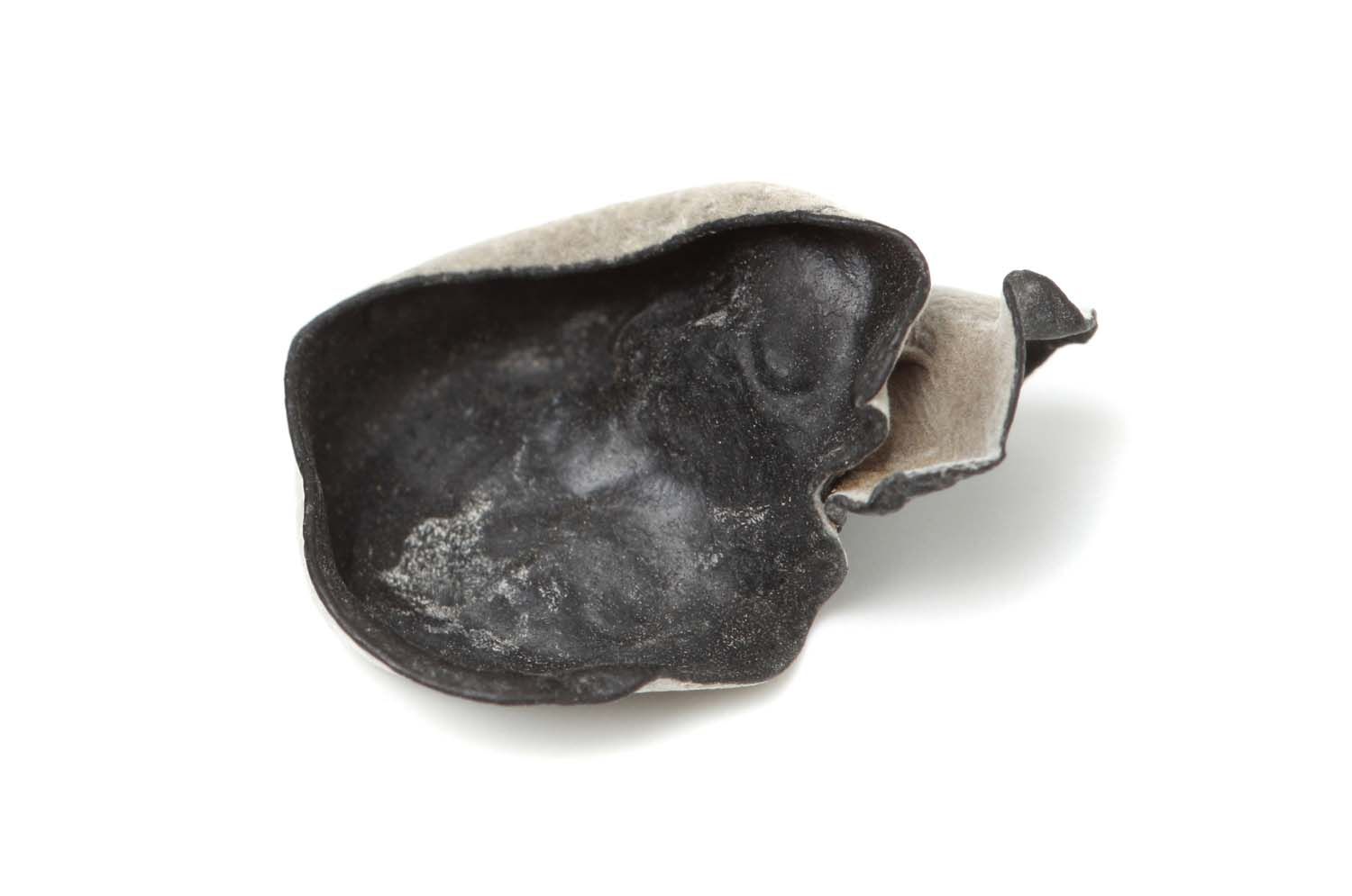 Nahaufnahme eines Pilzes, Auricularia. Schwarze, unregelmäßige Form mit hellerer Innenseite.