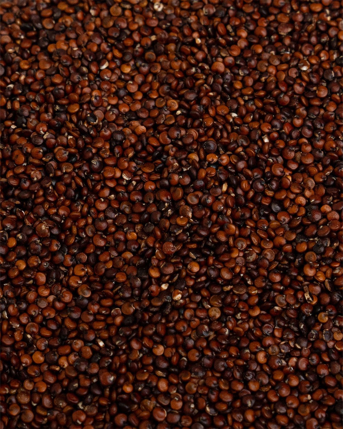 Nahaufnahme von roter Quinoa-Samen. Die Samen sind dicht gepackt.