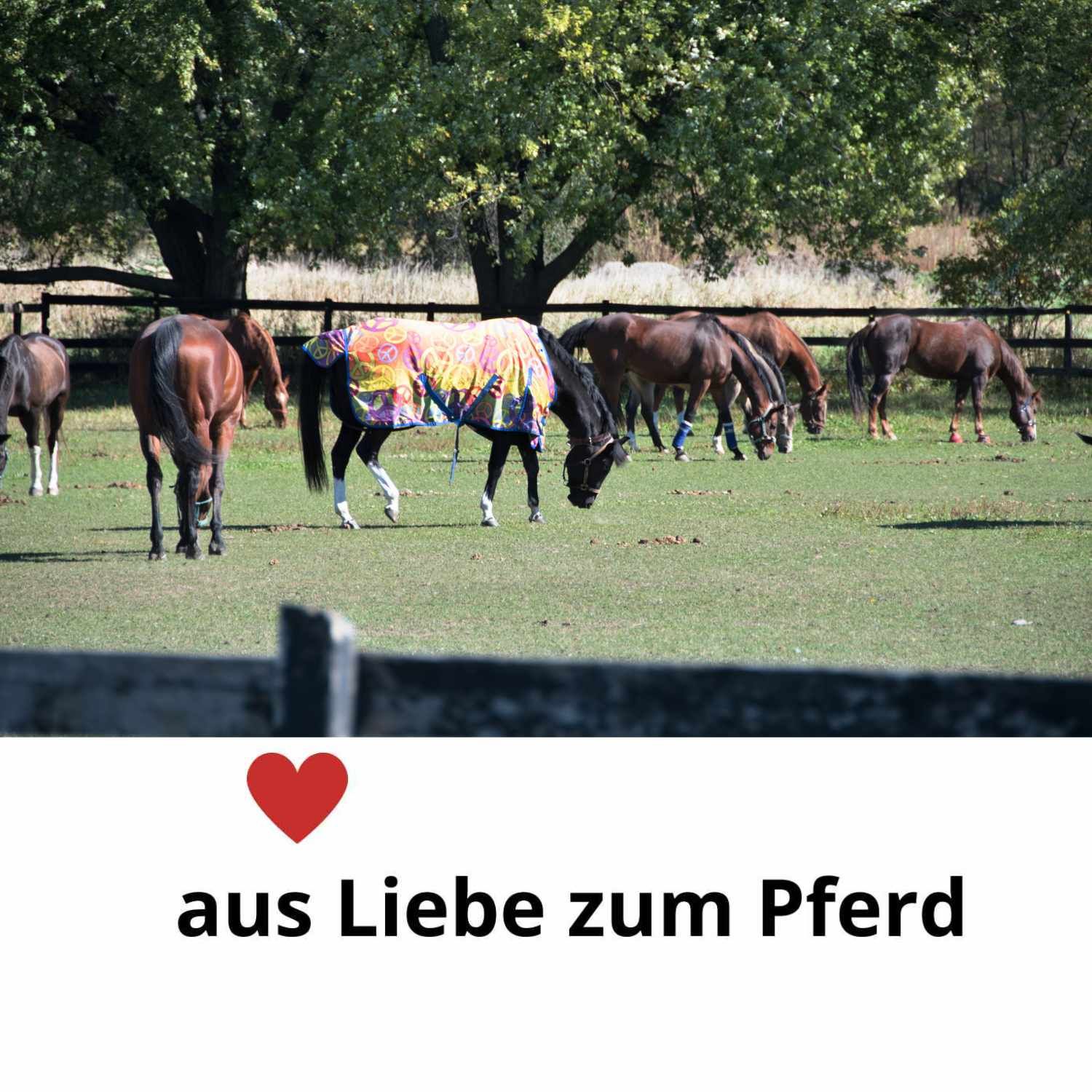 Pferde auf einer Weide, eines trägt eine Decke. Text: aus Liebe zum Pferd.