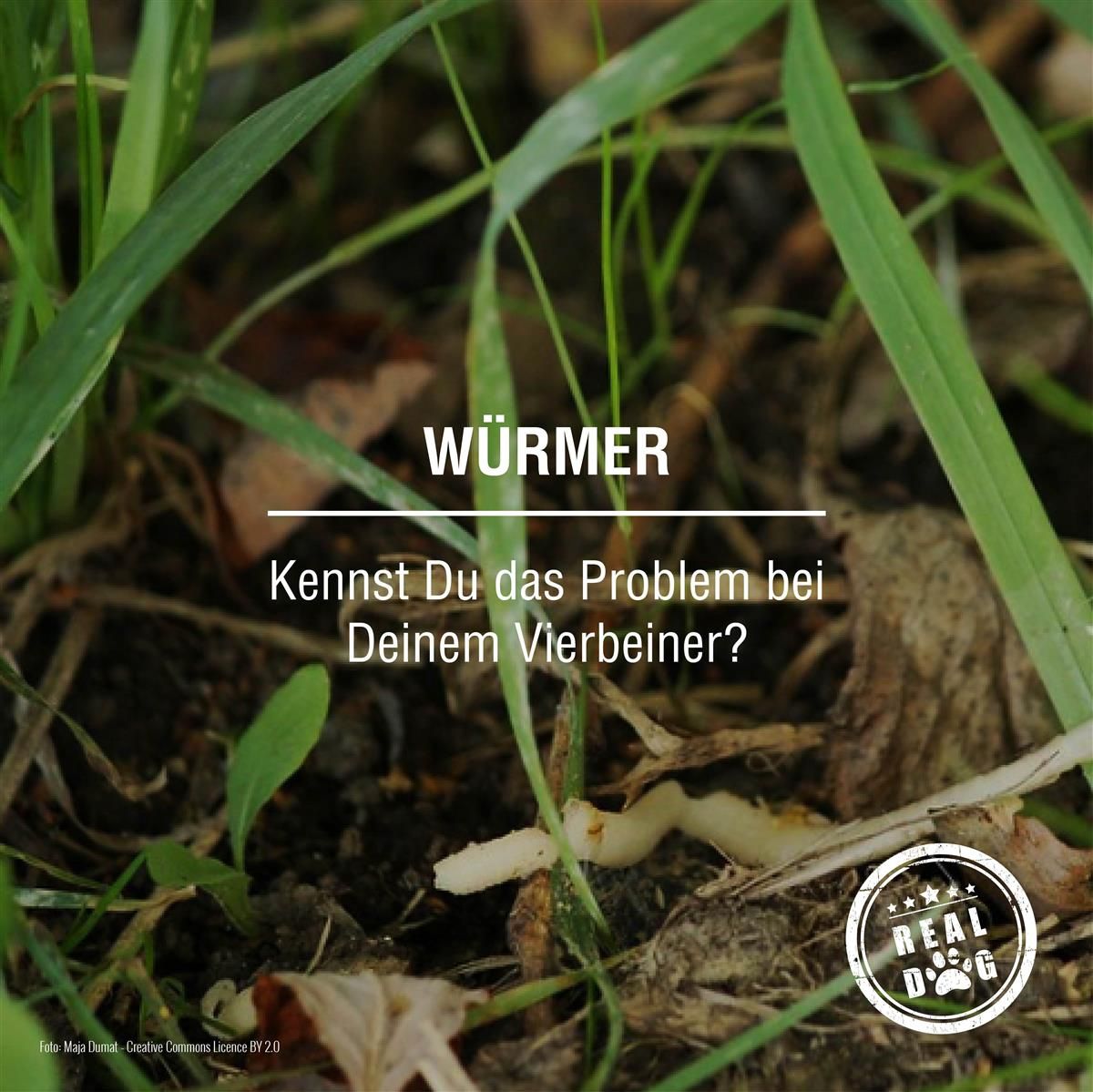 Text über Würmer. Logo von Real Dog. Grüne Pflanzen und Erde im Hintergrund.