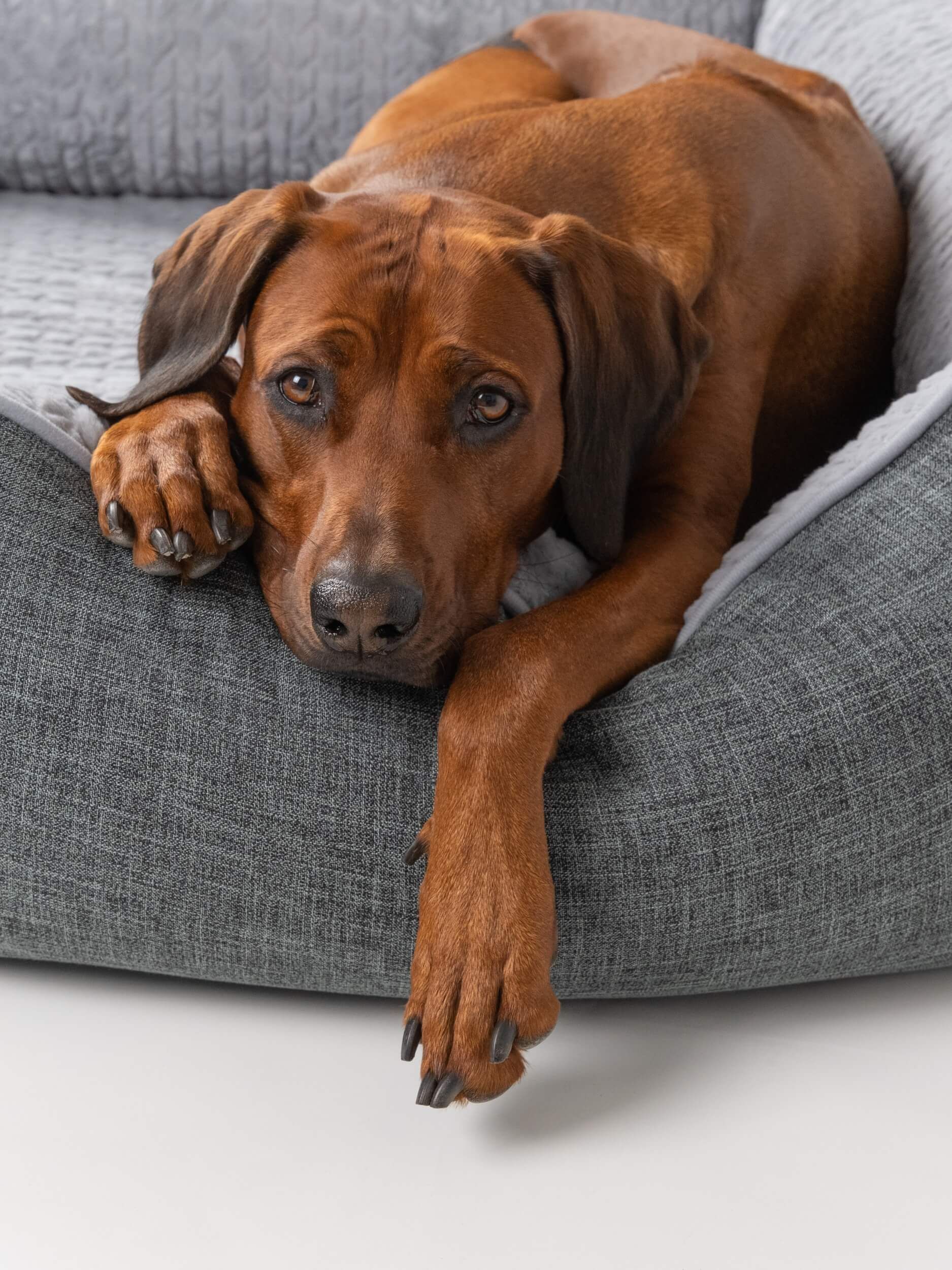 Graues Hundebett mit grauem Innenfutter. Ein brauner Hund liegt im Bett. TrendPet VitaBed-Logo.
