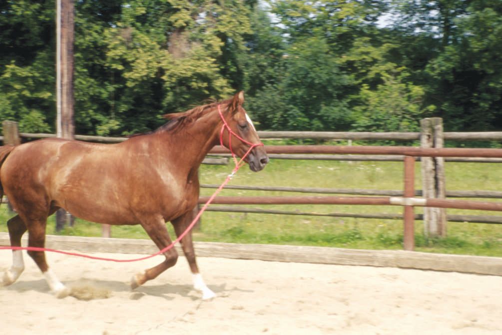Braunes Pferd mit roter Bodenleine im Reitplatz. Im Hintergrund Bäume und Holzzaun.