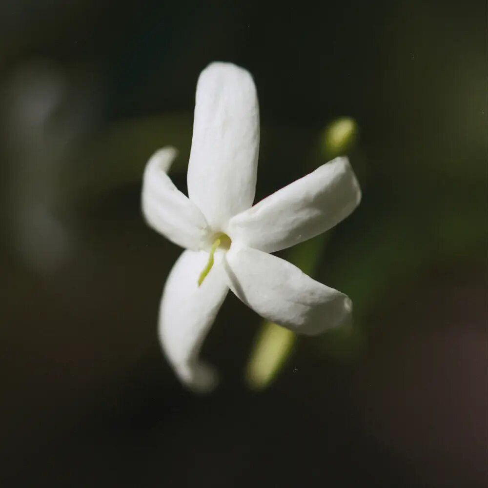 Nahaufnahme einer weißen Jasminblüte mit fünf Blütenblättern. Dunkler Hintergrund.