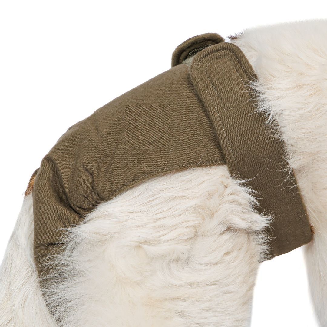 Nahaufnahme eines olivefarbenen Läufigkeitshöschens am Hund. Klettverschlüsse sichtbar. Detailansicht.