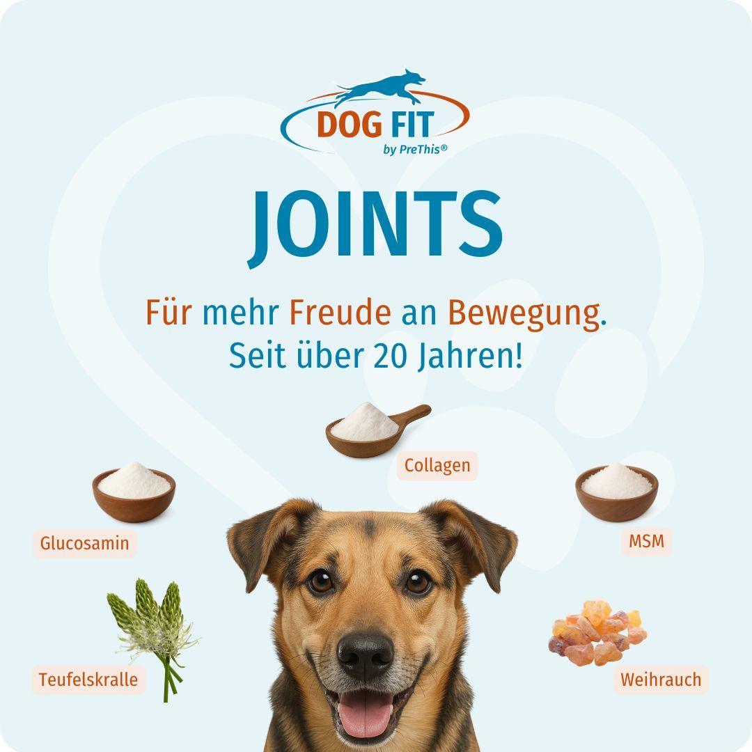 Produktlogo DOG FIT, Zutaten Glucosamin, Kollagen, MSM, Teufelskralle, Weihrauch. Hund.