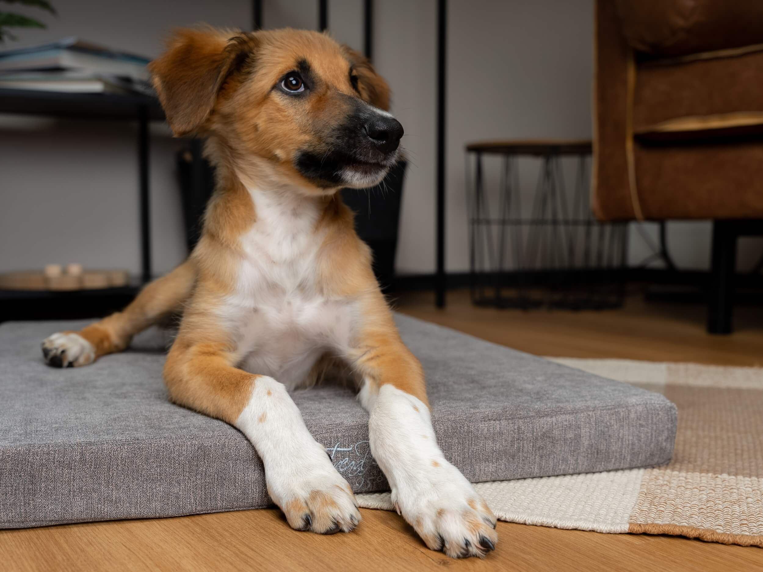 Hund sitzt auf einer grauen orthopädischen Matratze. Der Hund ist hellbraun mit weißen Pfoten.