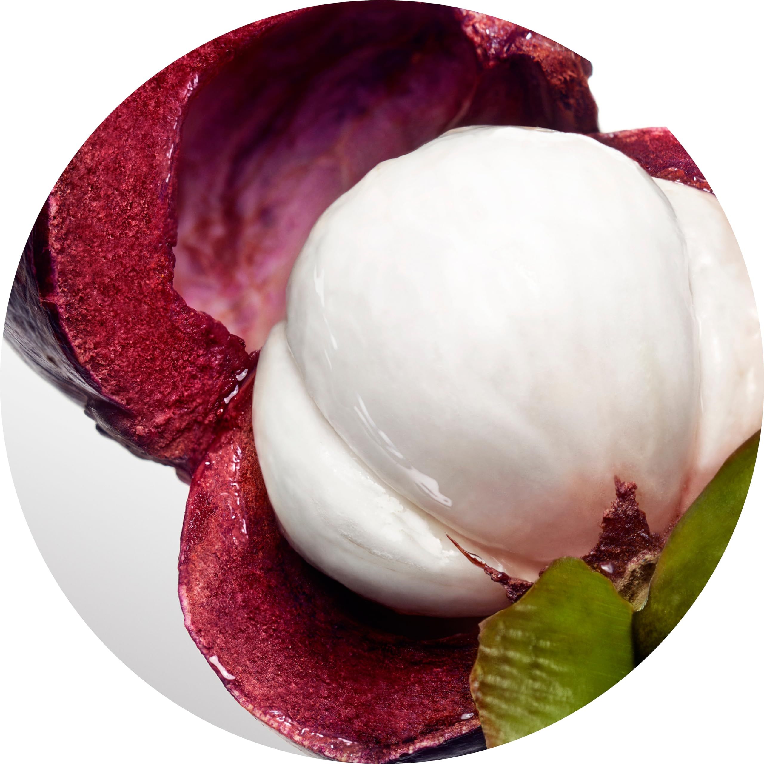 Nahaufnahme einer geöffneten Mangostanfrucht. Weißes Fruchtfleisch im Inneren, umgeben von purpurfarbener Schale.