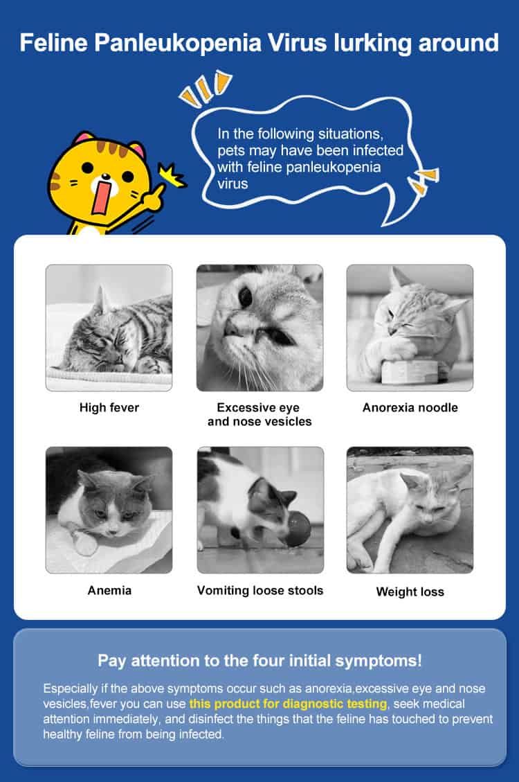 Informationen über Feline Panleukopenie Virus-Symptome bei Katzen mit Illustrationen.