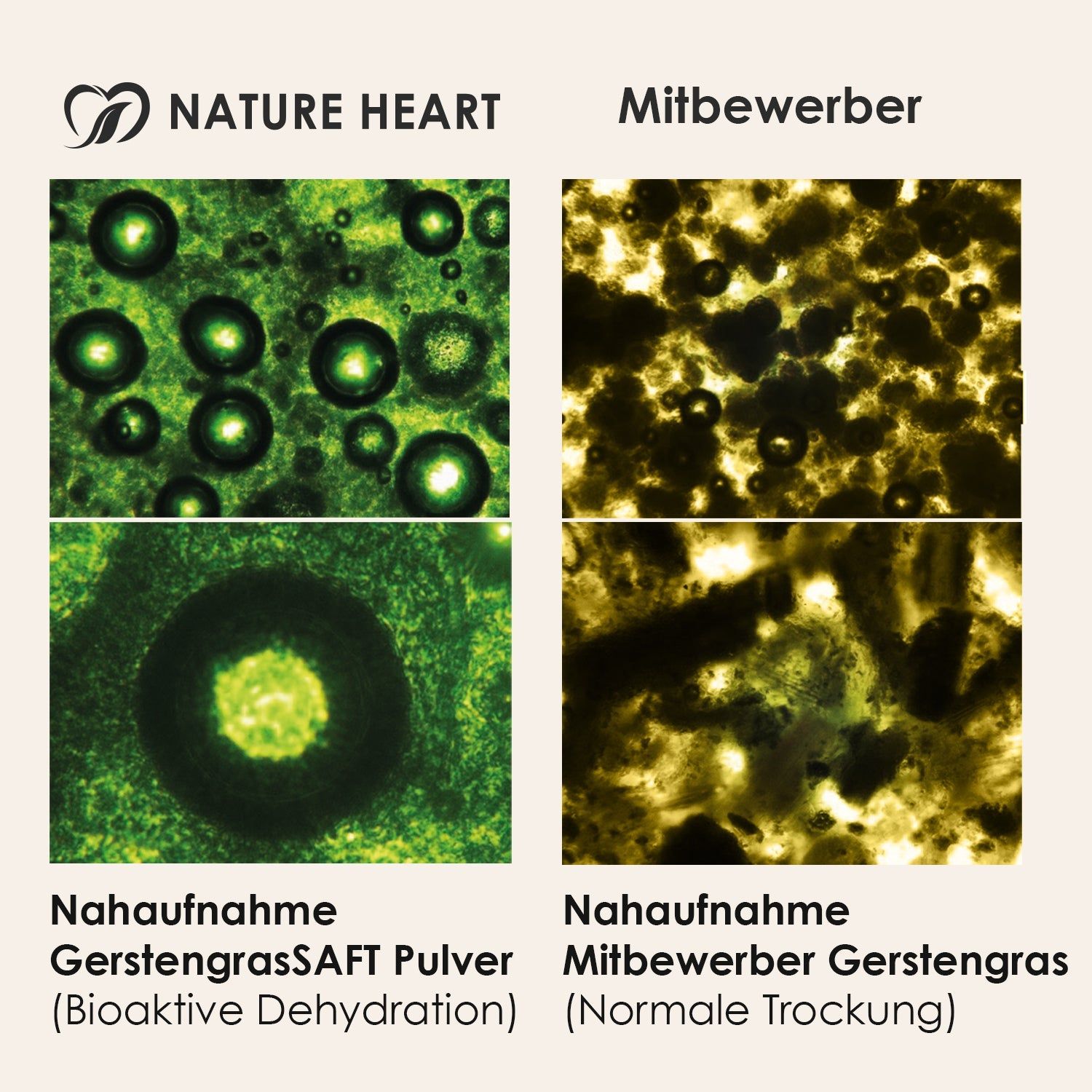 Nahaufnahmen von Pulvern unter dem Mikroskop. Links: GerstengrasSAFT Pulver. Rechts: Mitbewerber Gerstengras. Unterschiede in der Struktur.