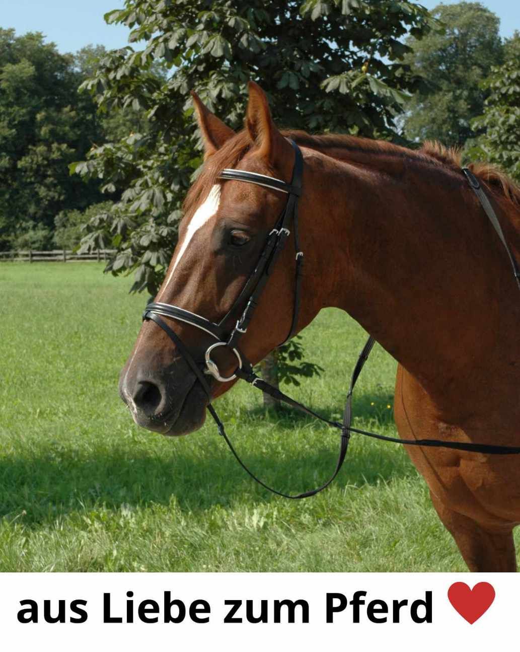 Braunes Pferd mit schwarzem Zaumzeug und weißem Stirnriemen. Text: 'aus Liebe zum Pferd' mit Herz.
