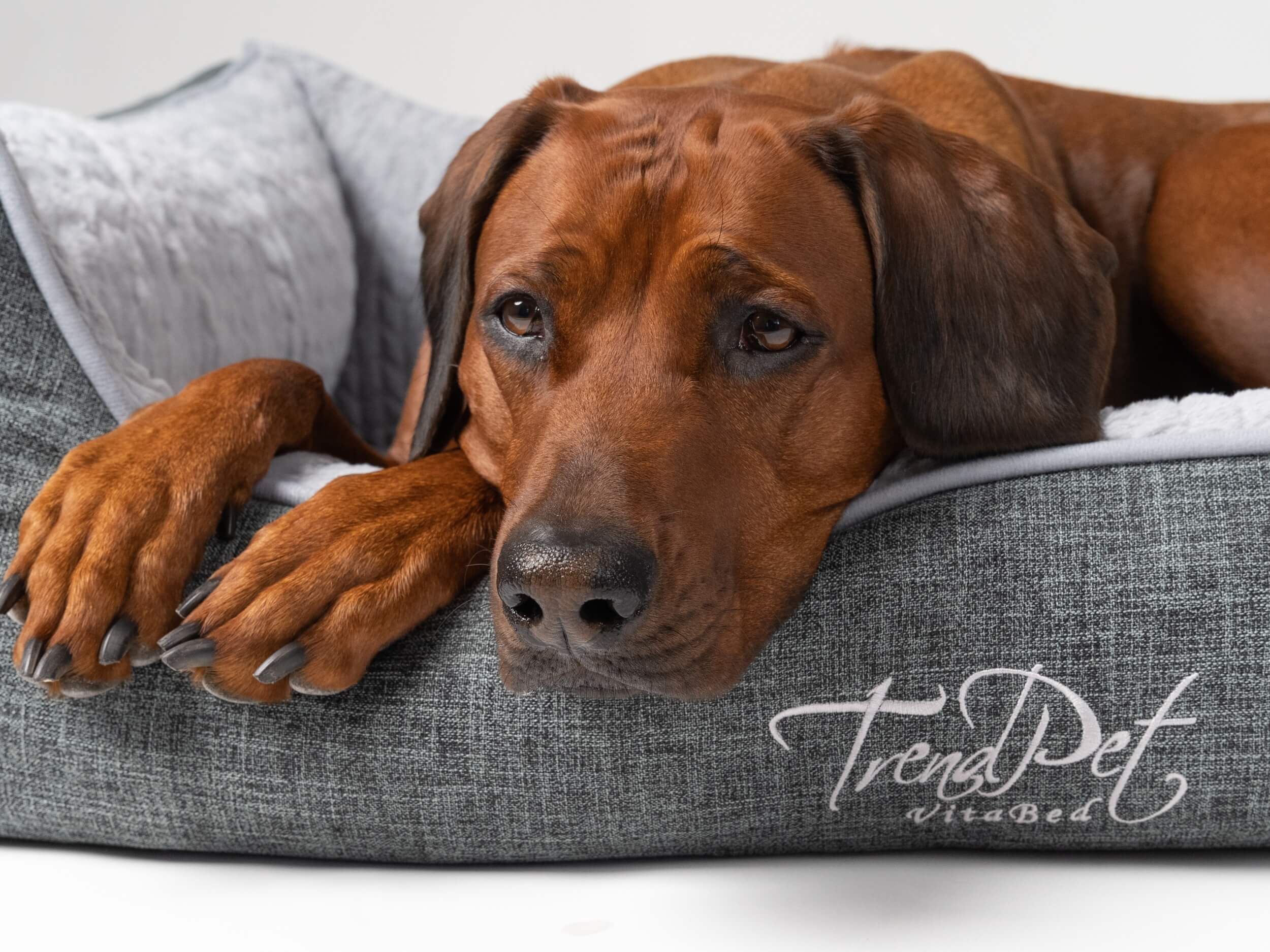 Graues Hundebett mit grauem Innenfutter. Nahaufnahme eines braunen Hundes im Bett. TrendPet VitaBed-Logo.