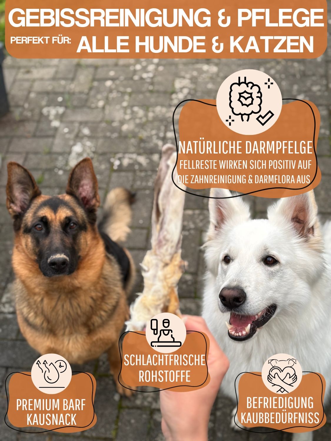 Zwei Hunde mit getrocknetem Hasenohr. Text: Gebissreinigung & Pflege, Premium BARF Kausnack, natürliche Darmpflege.