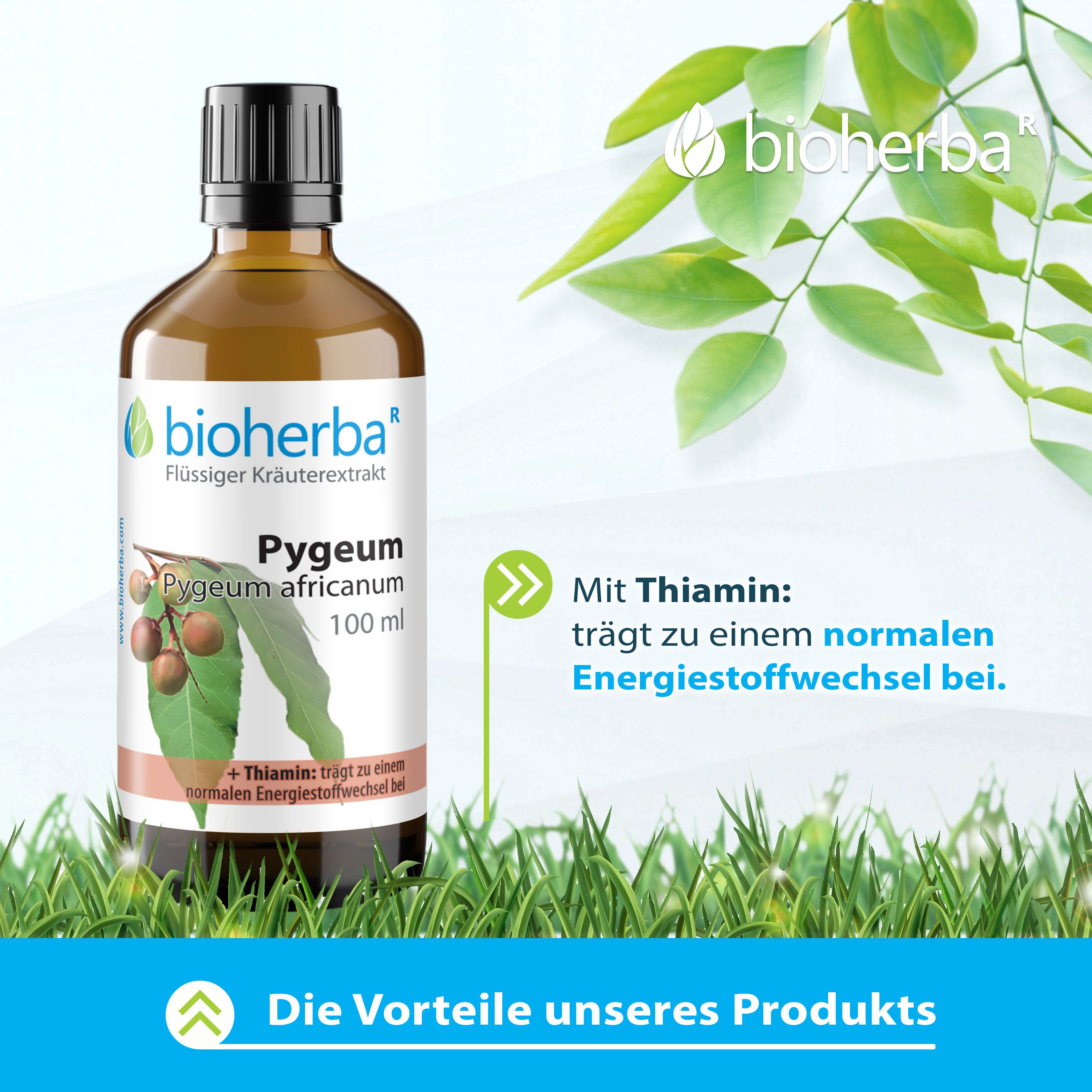 Braune Glasflasche mit schwarzem Deckel. Bioherba Pygeum africanum, 100 ml. Mit Thiamin. Auf Gras und Blättern.