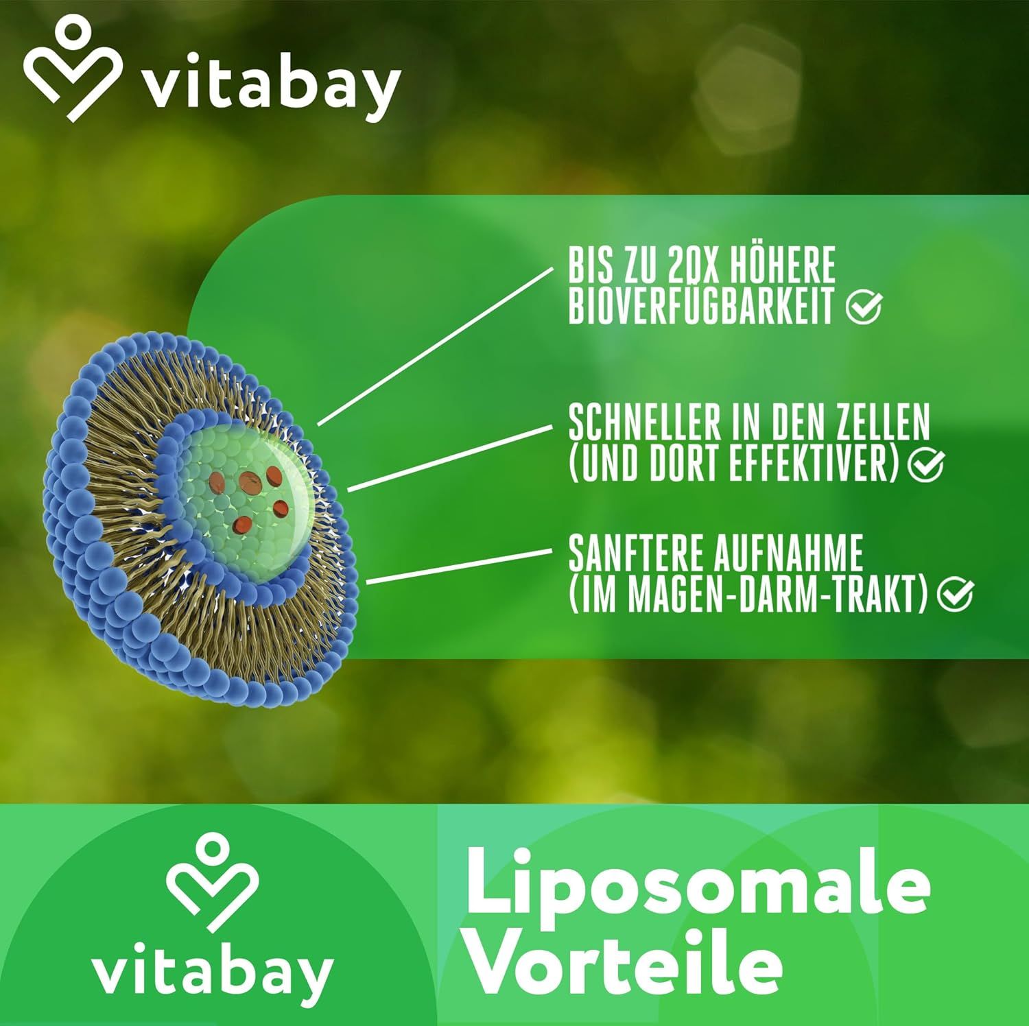 Diagramm: Liposomale Vorteile. Zellmodell mit Text: Höhere Bioverfügbarkeit, schnellere Aufnahme, sanftere Aufnahme.