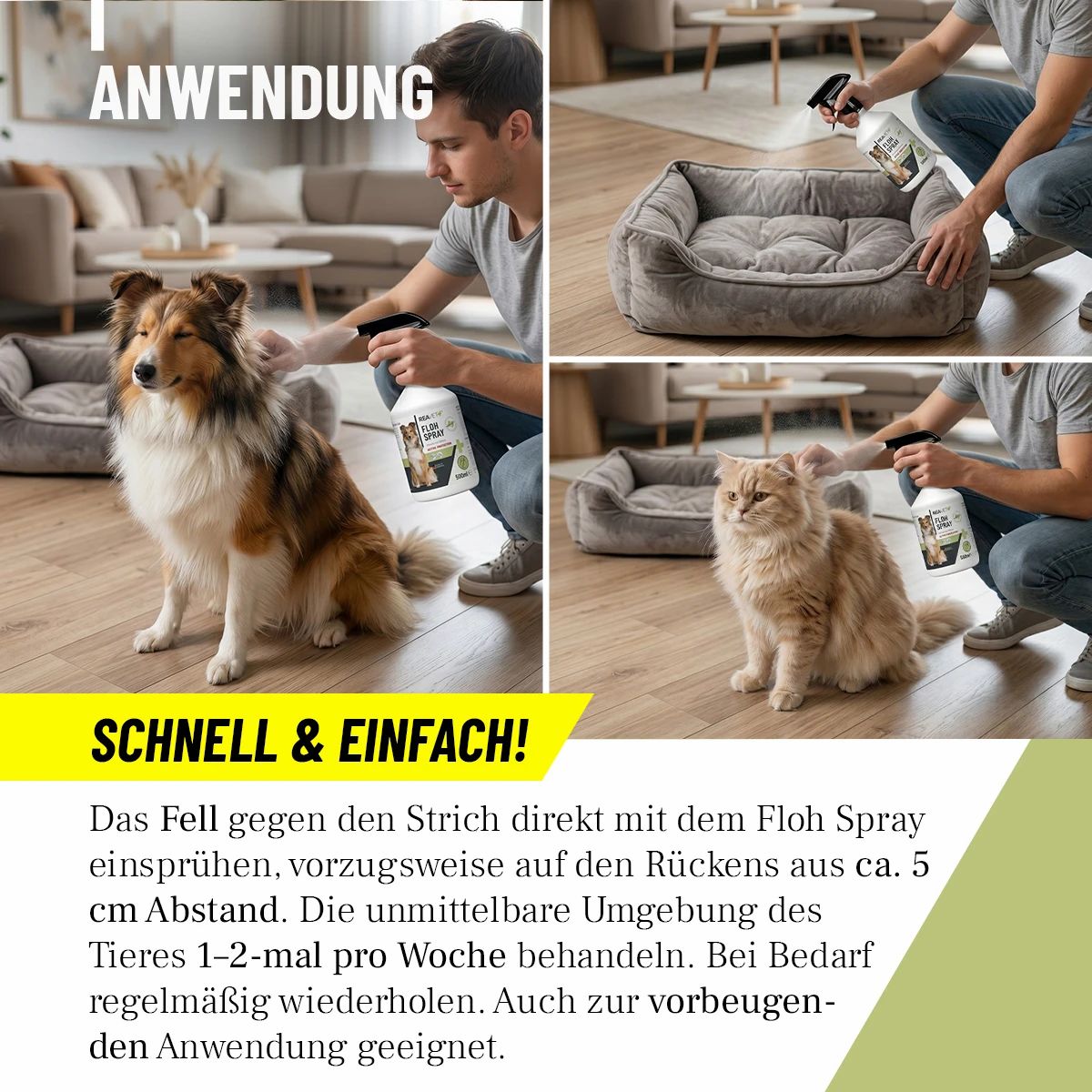 Mann sprüht Hund und Hundebett mit ReaVET Floh Spray ein.
