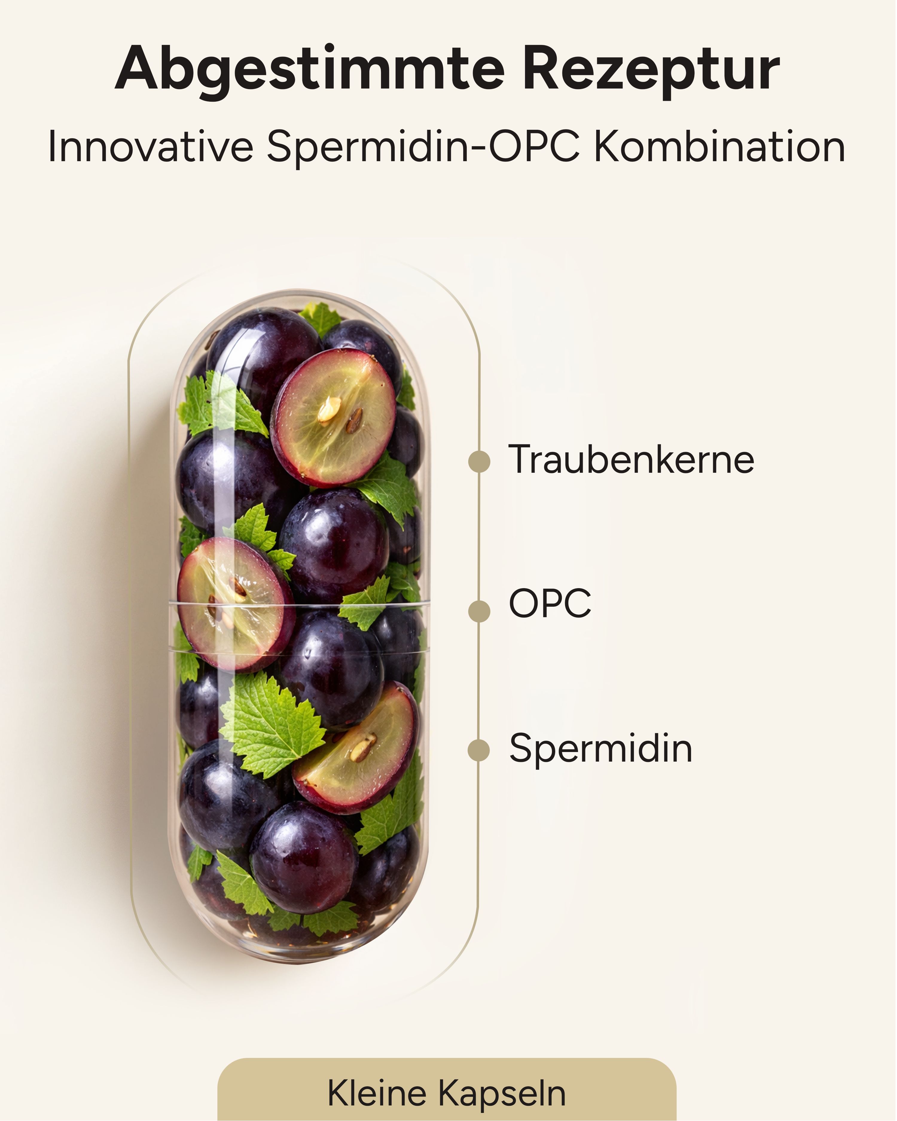 Kapsel mit Traubenkernen, OPC und Spermidin. Text: Kleine Kapseln. Innovative Spermidin-OPC Kombination.