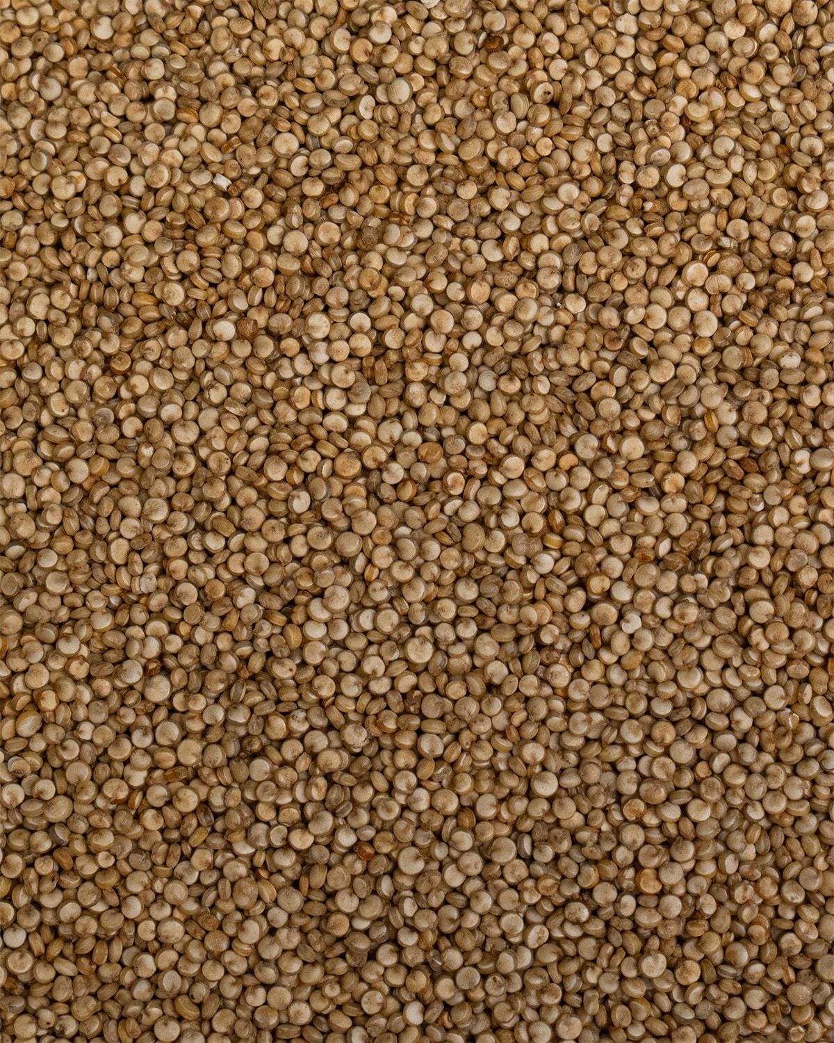 Nahaufnahme von Quinoa-Körnern. Die Körner sind klein, rund und hellbraun.