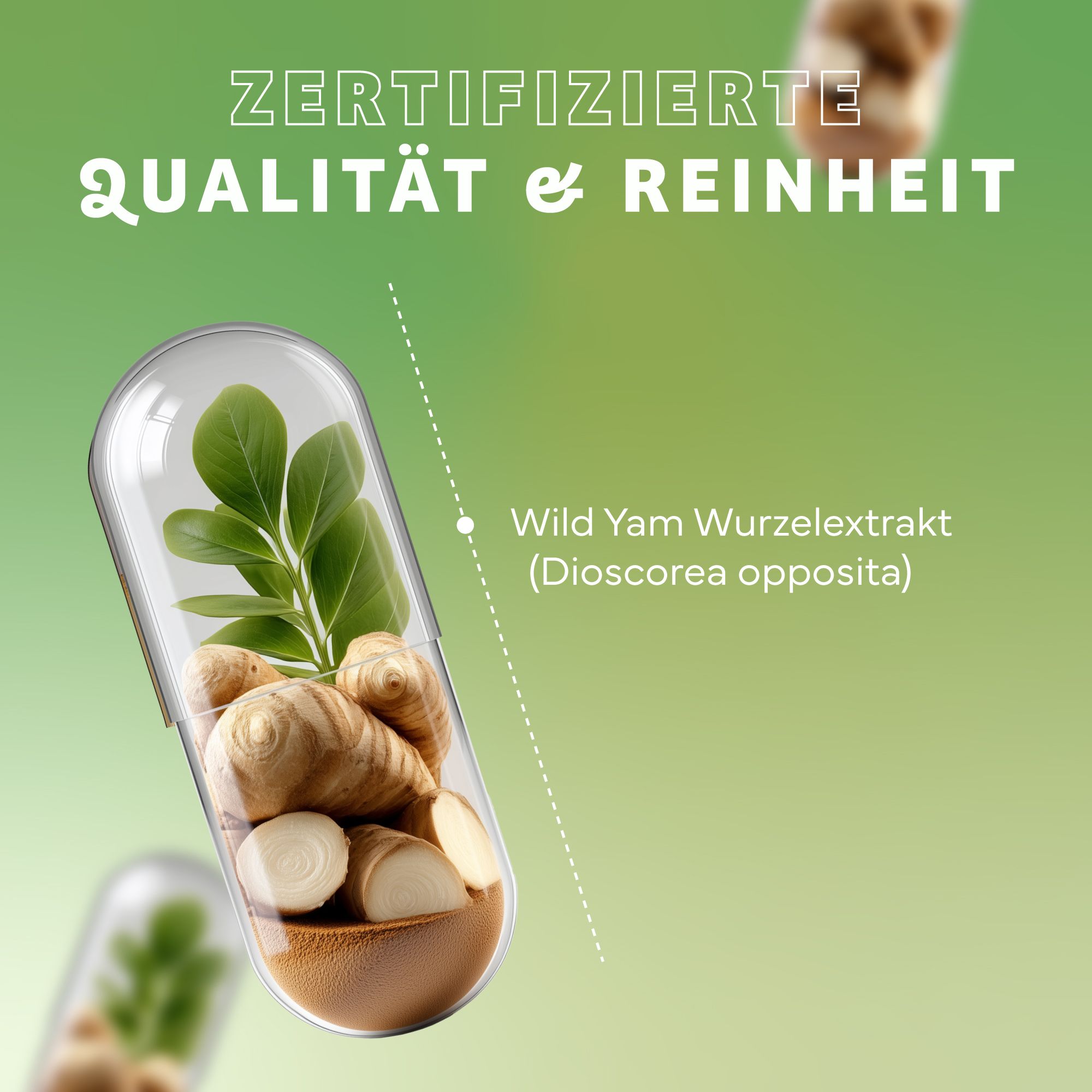 Kapsel mit Wild Yam Wurzelextrakt (Dioscorea opposita). Zertifizierte Qualität & Reinheit. Darstellung der Inhaltsstoffe.
