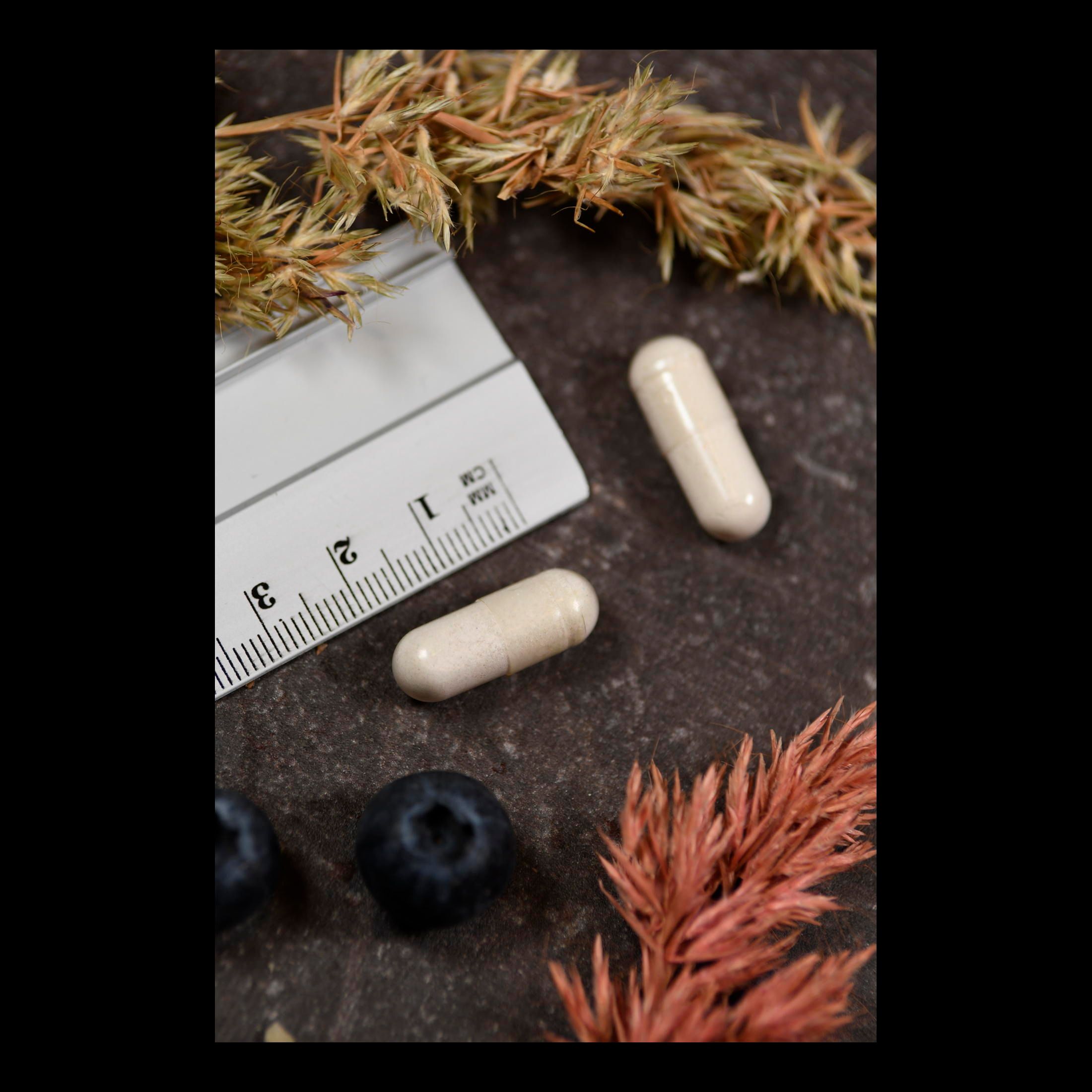 Zwei Kapseln neben einem Lineal und Blaubeeren. Kapseln sind länglich, hellbraun. Lineal zeigt Zentimeter.