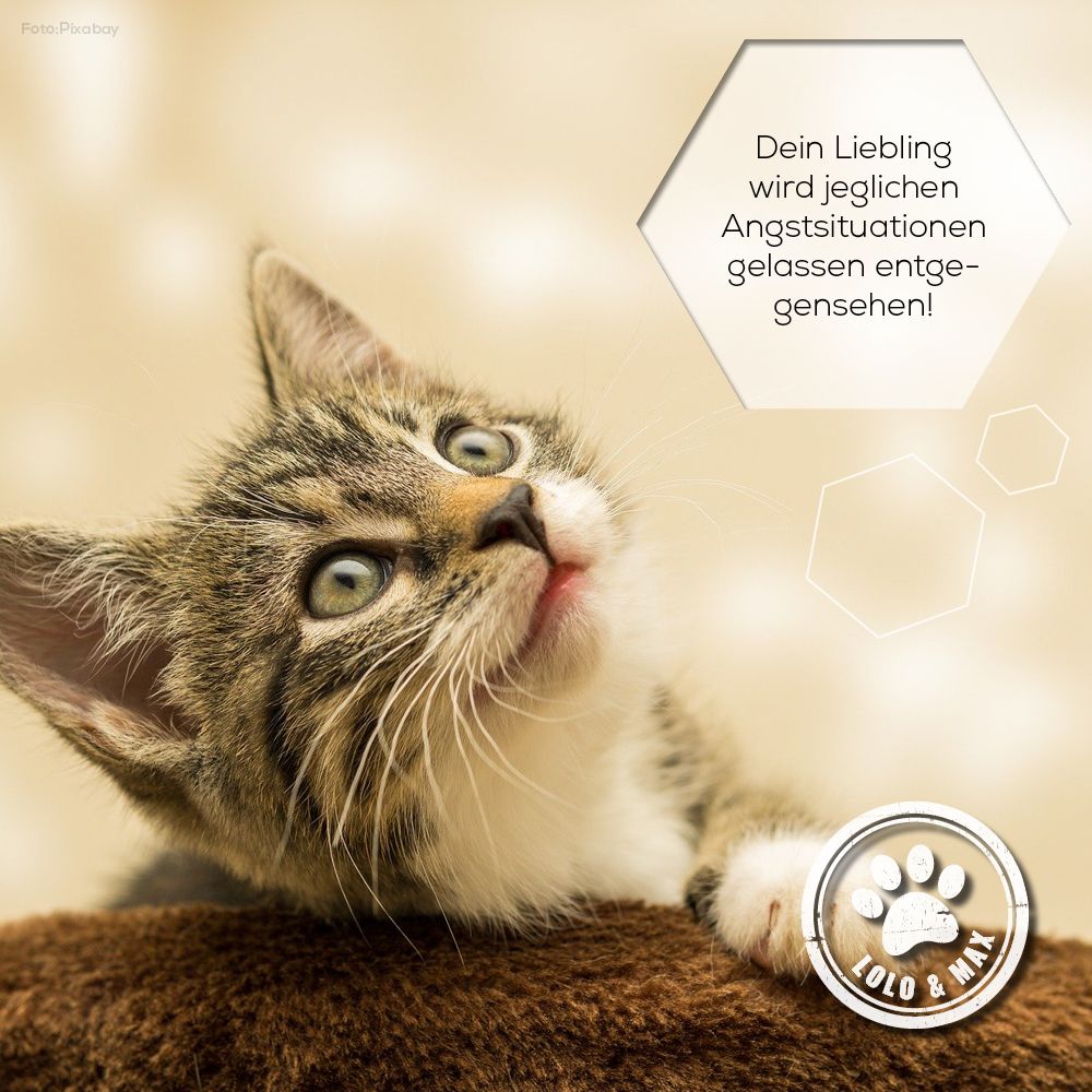 Eine Katze blickt nach oben. Text: Dein Liebling wird jeglichen Angstsituationen gelassen entgegensehen! Logo: Lolo & Max mit Pfote.