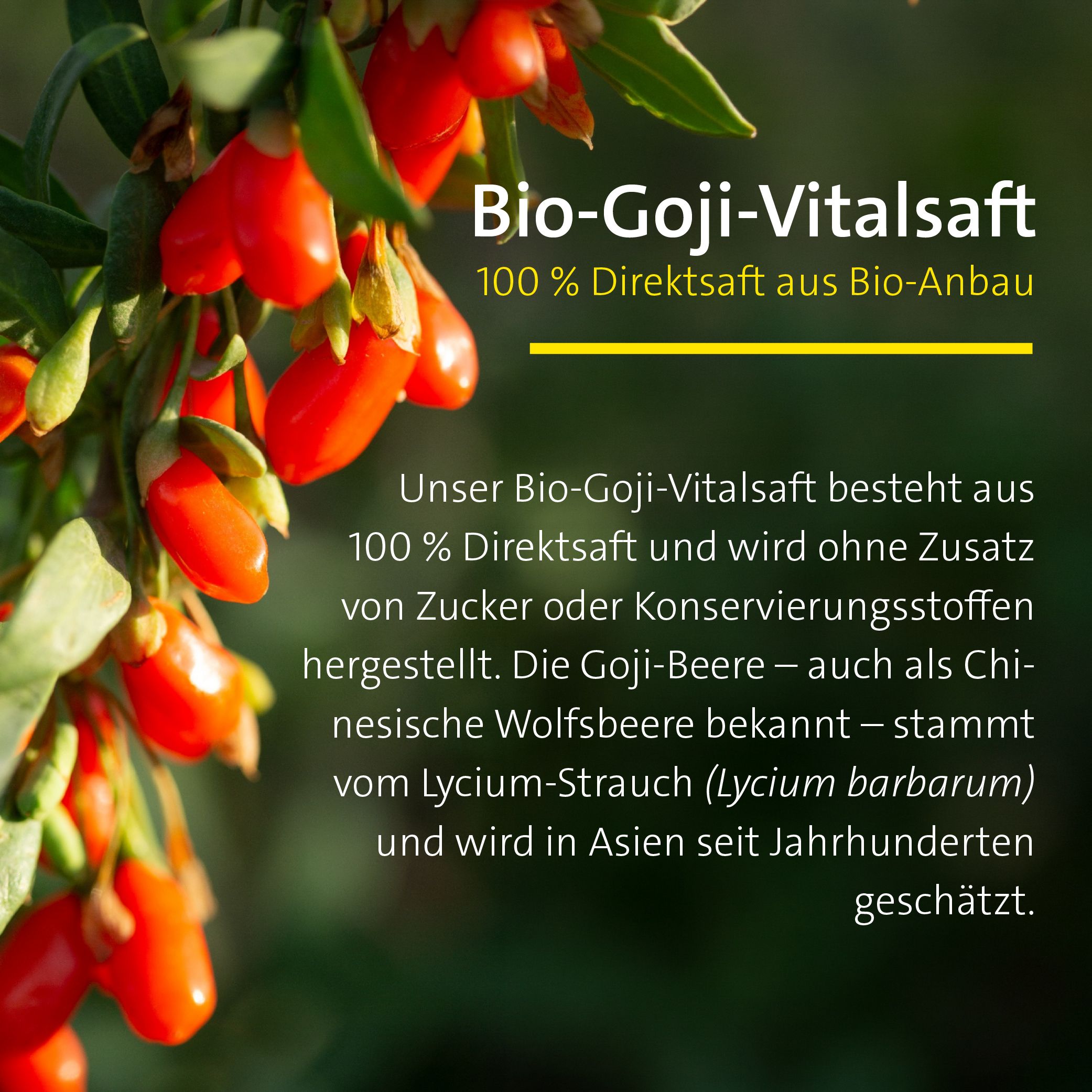 Bio-Goji-Vitalsaft: 100% Direktsaft aus Bio-Anbau mit Goji-Beeren.