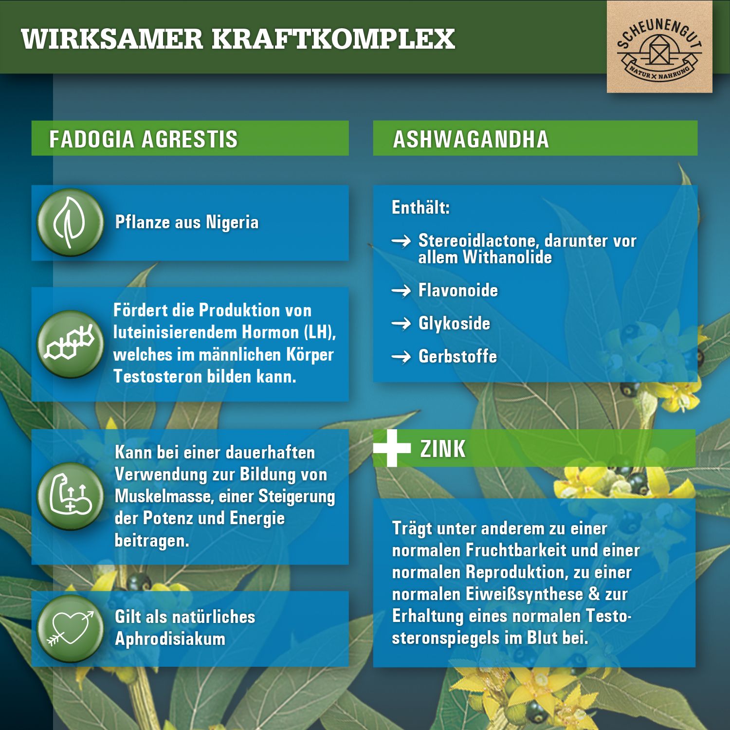 Infografik zu Fadogia Agrestis, Ashwagandha und Zink. Enthält Informationen zu Inhaltsstoffen und Wirkungen. Grüner Hintergrund.