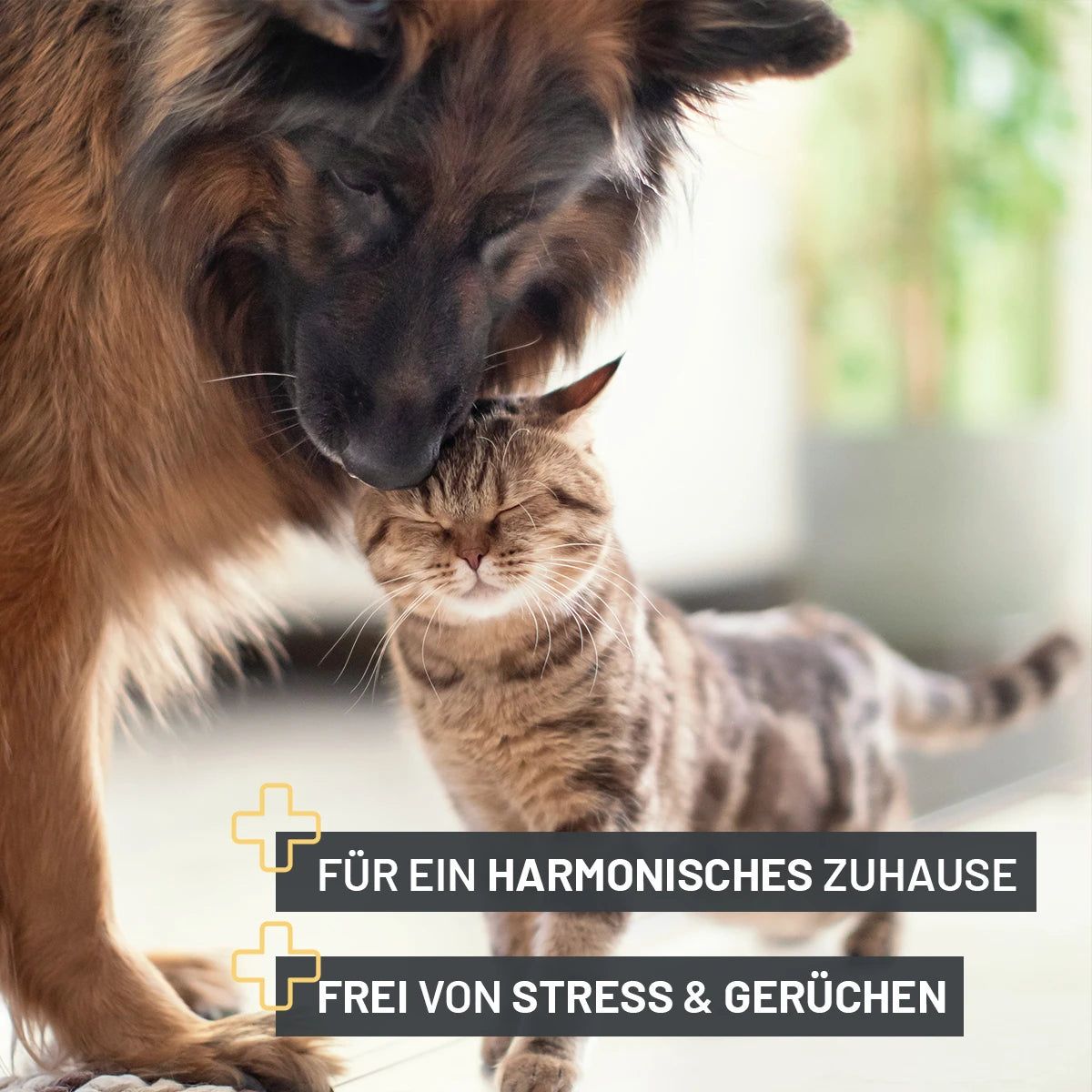 Hund und Katze kuscheln. Text: Für ein harmonisches Zuhause, Frei von Stress & Gerüchen.