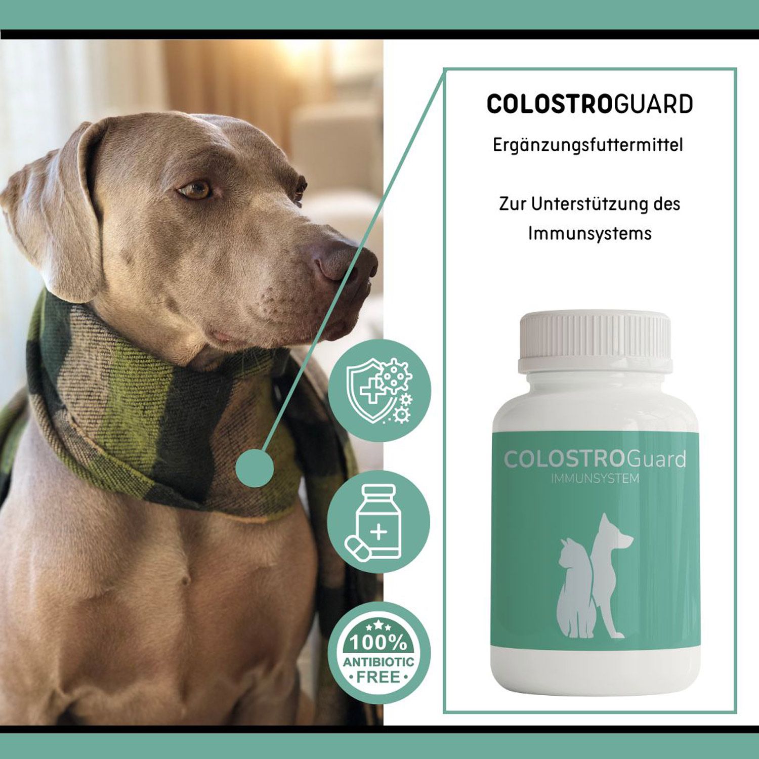 Ein Weimaraner-Hund mit Schal. Rechts daneben eine weiße Flasche mit grünem Etikett: COLOSTROGuard IMMUNSYSTEM.