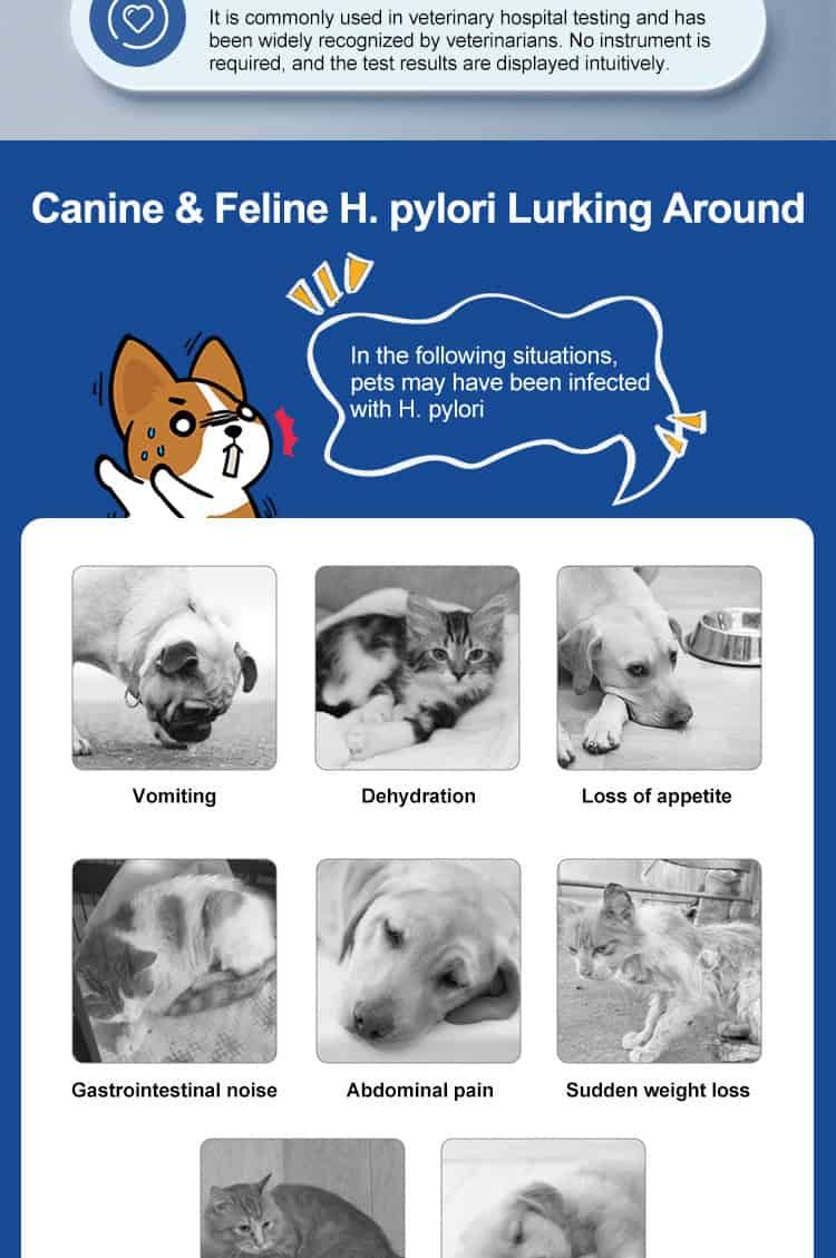 Informationen über H. pylori bei Hunden und Katzen, Symptome wie Erbrechen und Appetitlosigkeit.