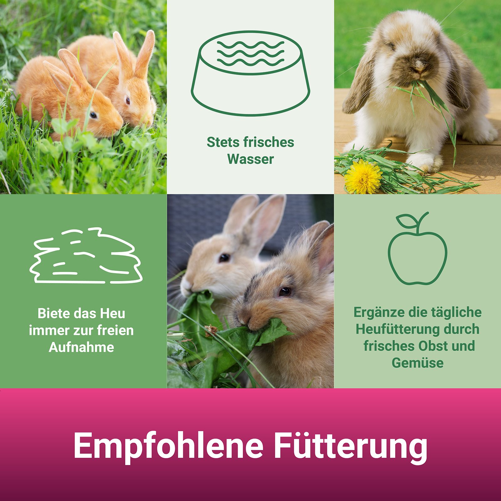 Empfohlene Fütterung: Illustrationen von Kaninchen, Wasser, Heu, Obst und Gemüse. Text über Fütterungsempfehlungen.