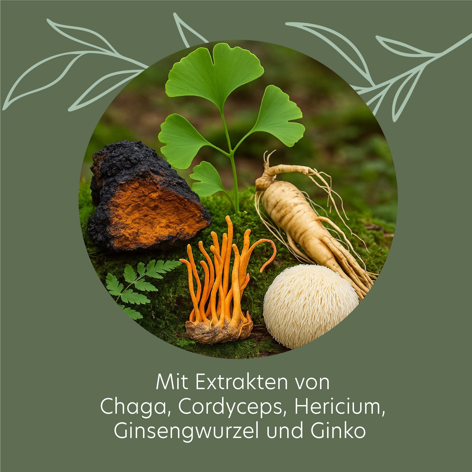 Kreisförmige Anordnung von Chaga, Cordyceps, Hericium, Ginsengwurzel und Ginkgo-Blatt. Text: Mit Extrakten von...