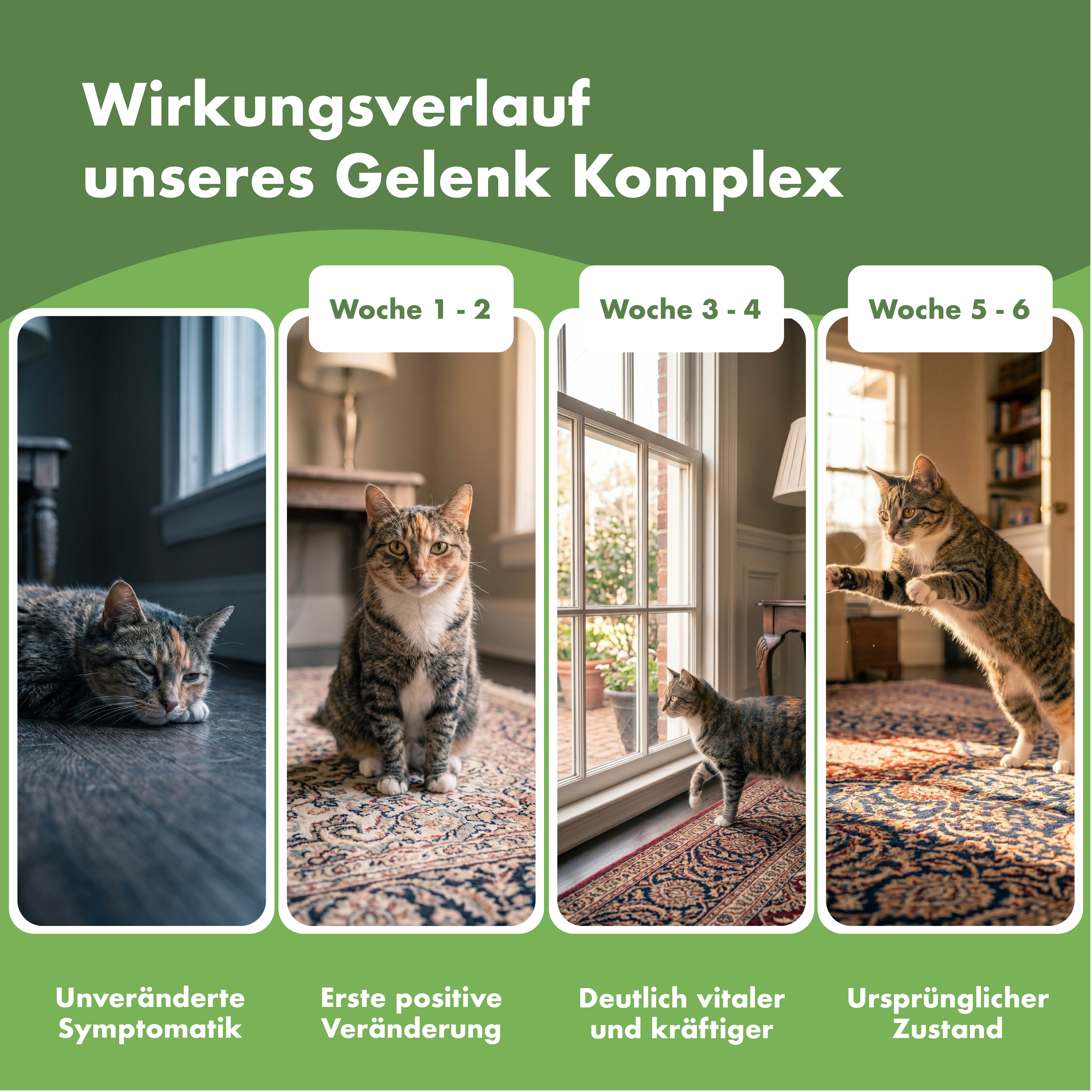 Vier Bilder zeigen Katzen in verschiedenen Stadien. Text: Wirkungsverlauf unseres Gelenk Komplex. Von unverändert bis ursprünglicher Zustand.
