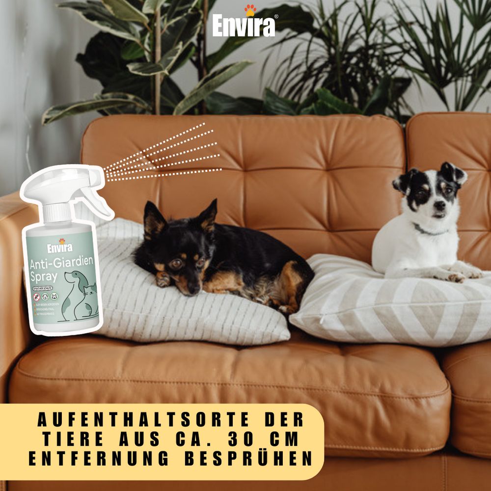 ENVIRA Anti-Giardien Spray-Flasche sprüht auf Couch mit Hunden. Text: Aufenthaltsorte der Tiere aus ca. 30 cm Entfernung besprühen.