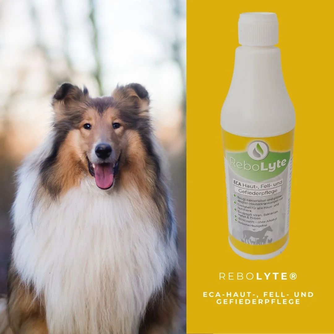 ReboLyte® Haut-, Fell- und Gefiederpflege neben einem Collie.
