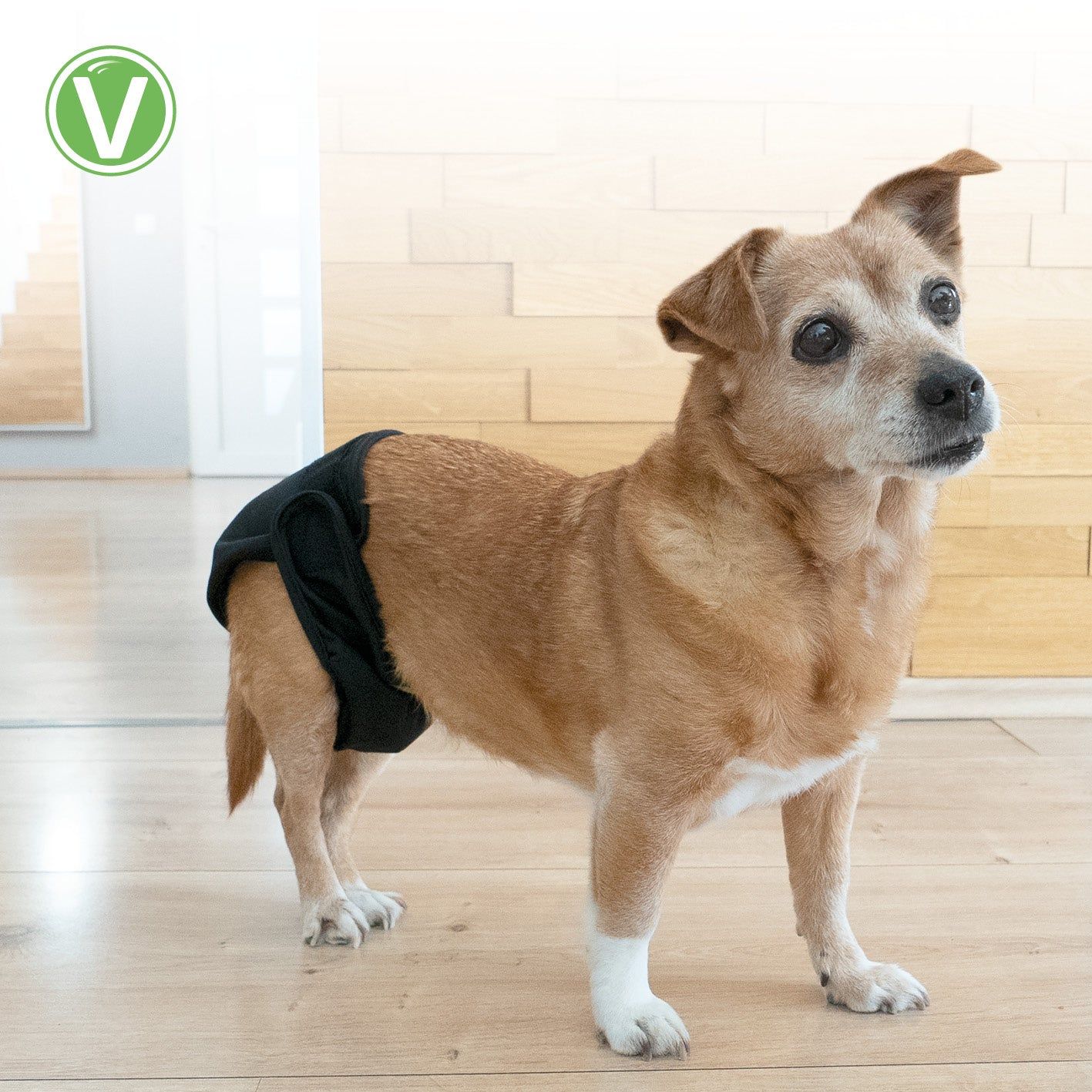 Kleiner Hund trägt eine schwarze Hündinnenwindel. Das Produkt ist am Hund angebracht.