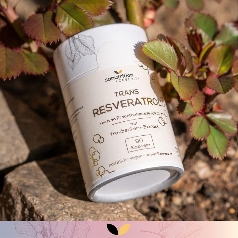 Zylindrische Dose mit "Sanutrition"-Logo und "Trans Resveratrol"-Aufschrift. 90 Kapseln. Auf Stein platziert, umgeben von Blättern.