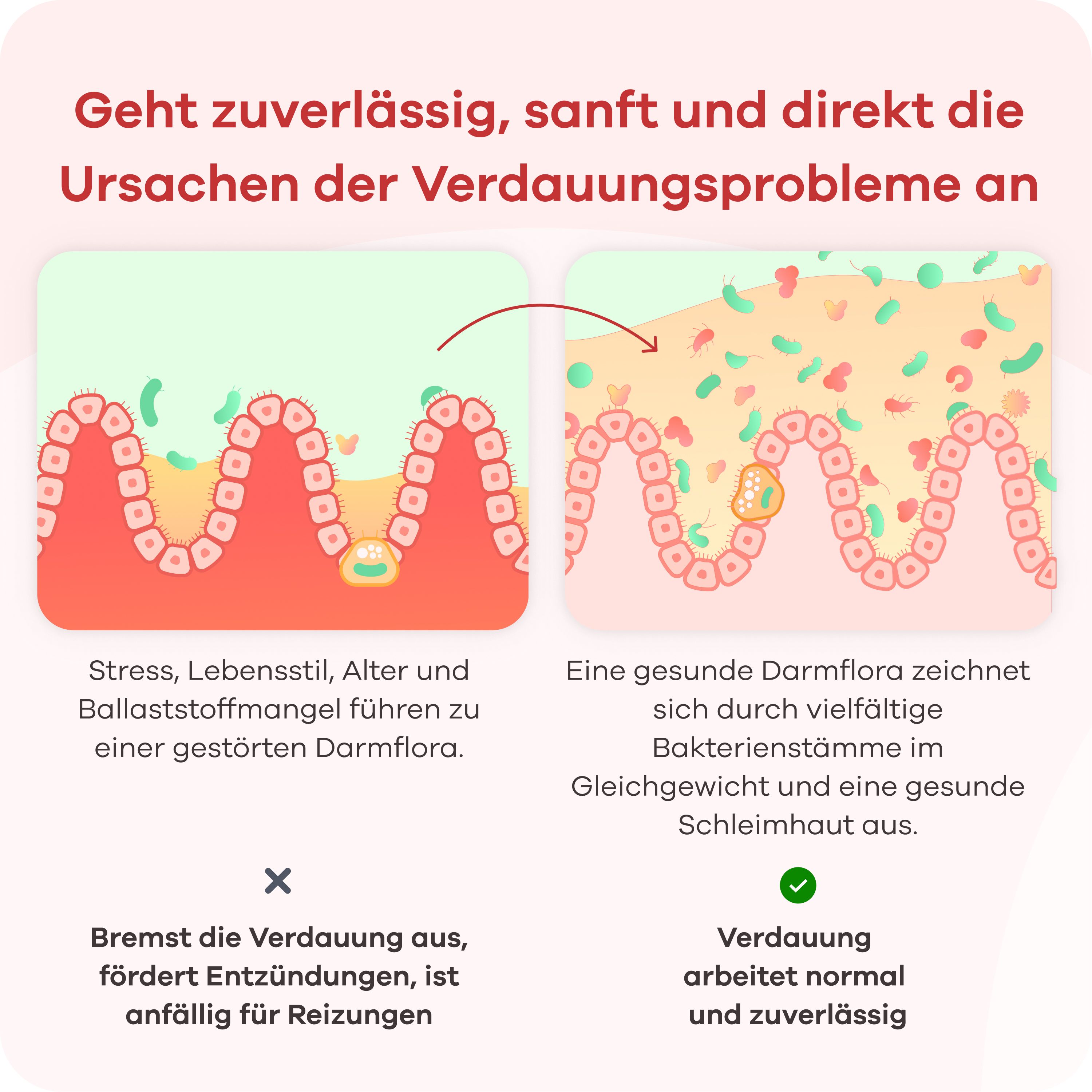 Zwei Darmdarstellungen. Text: Geht zuverlässig, sanft und direkt die Ursachen der Verdauungsprobleme an. Eine gesunde Darmflora zeichnet sich durch vielfältige Bakterienstämme aus.