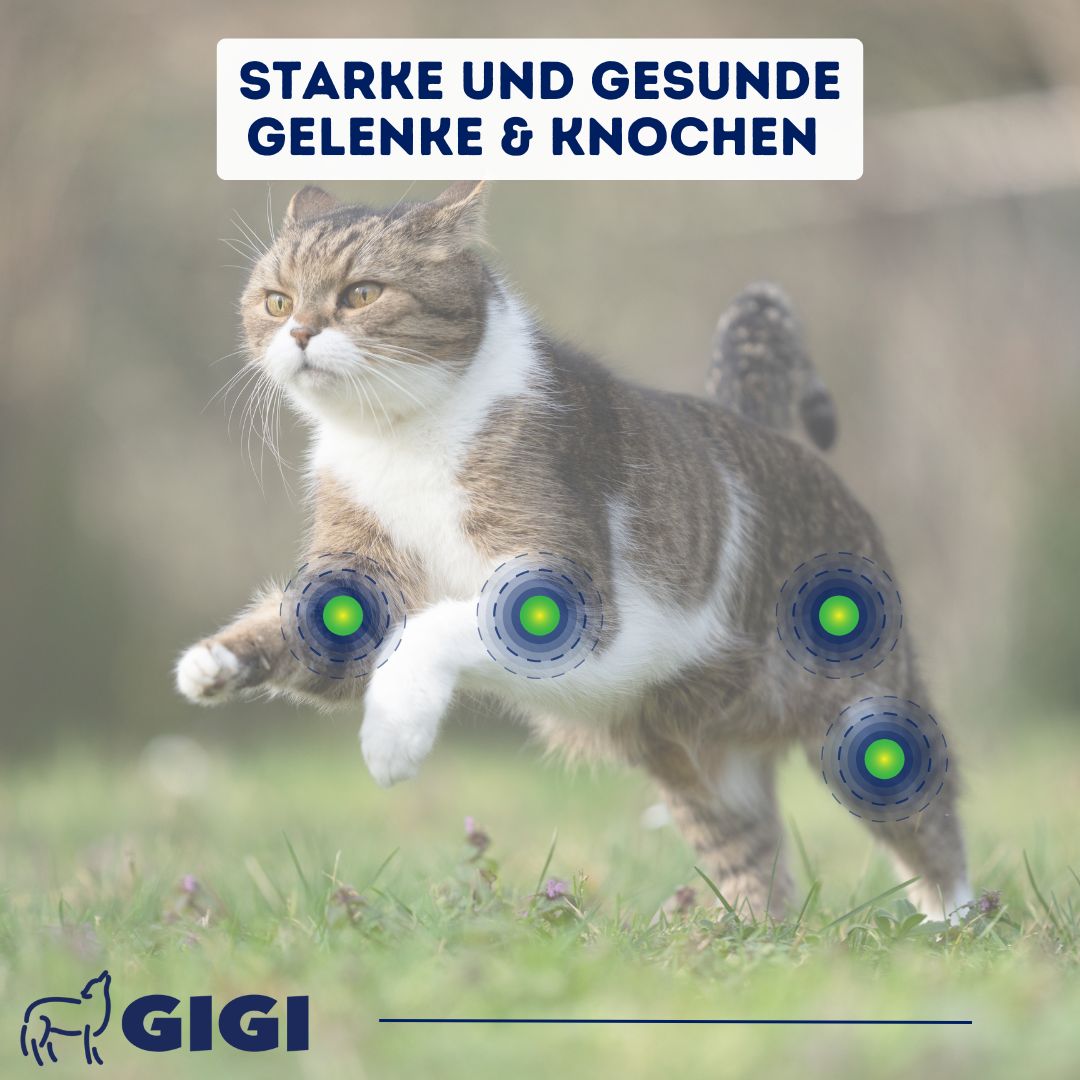 Katze rennt auf Gras. Text: "Starke und gesunde Gelenke & Knochen". GIGI Logo.