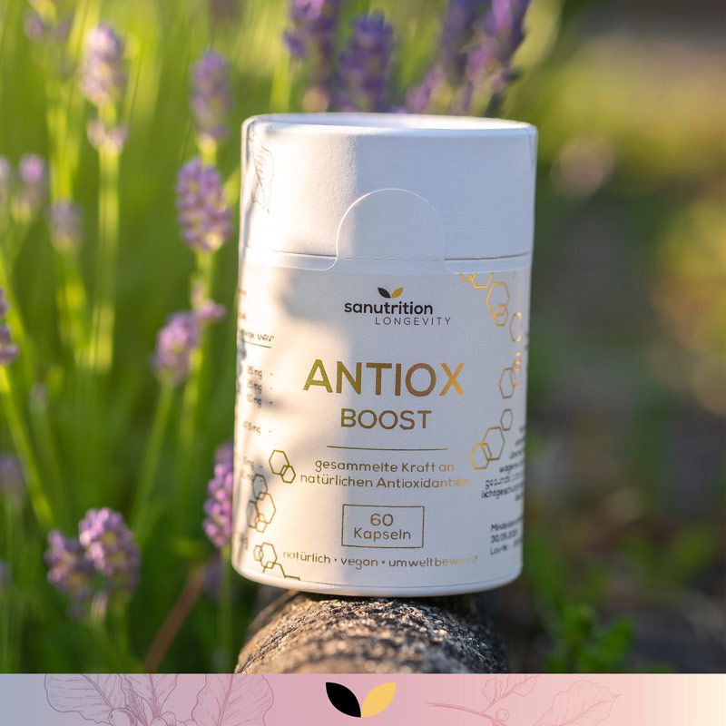 Zylindrische Dose "ANTIOX BOOST" vor Lavendel. "Sanutrition"-Logo und 60 Kapseln. Natürlicher Hintergrund.