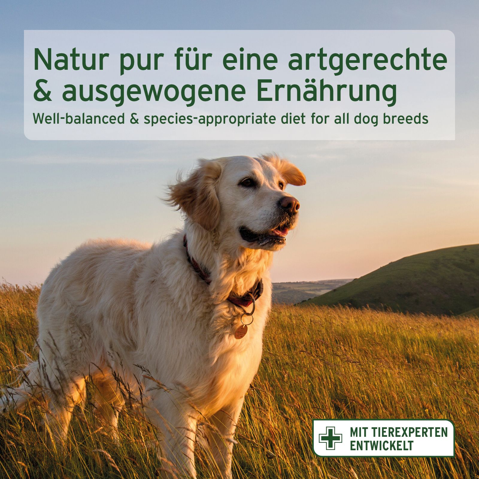 Ein Hund in einer Wiese. Text: Natur pur für eine artgerechte & ausgewogene Ernährung. Mit Tierexperten entwickelt.