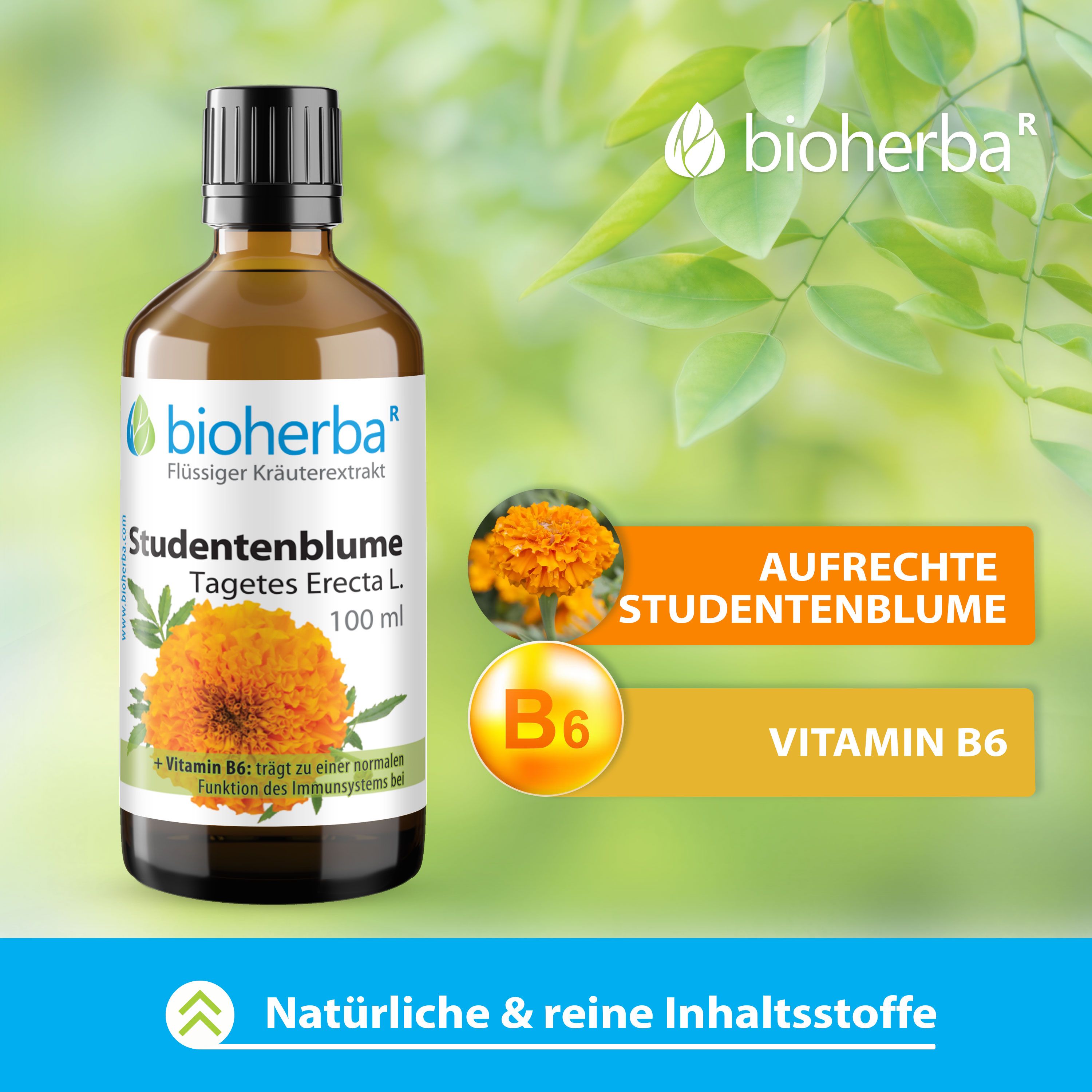 Braune Flasche mit Etikett. Grafiken: Aufrechte Studentenblume, Vitamin B6. Hintergrund: Blätter.