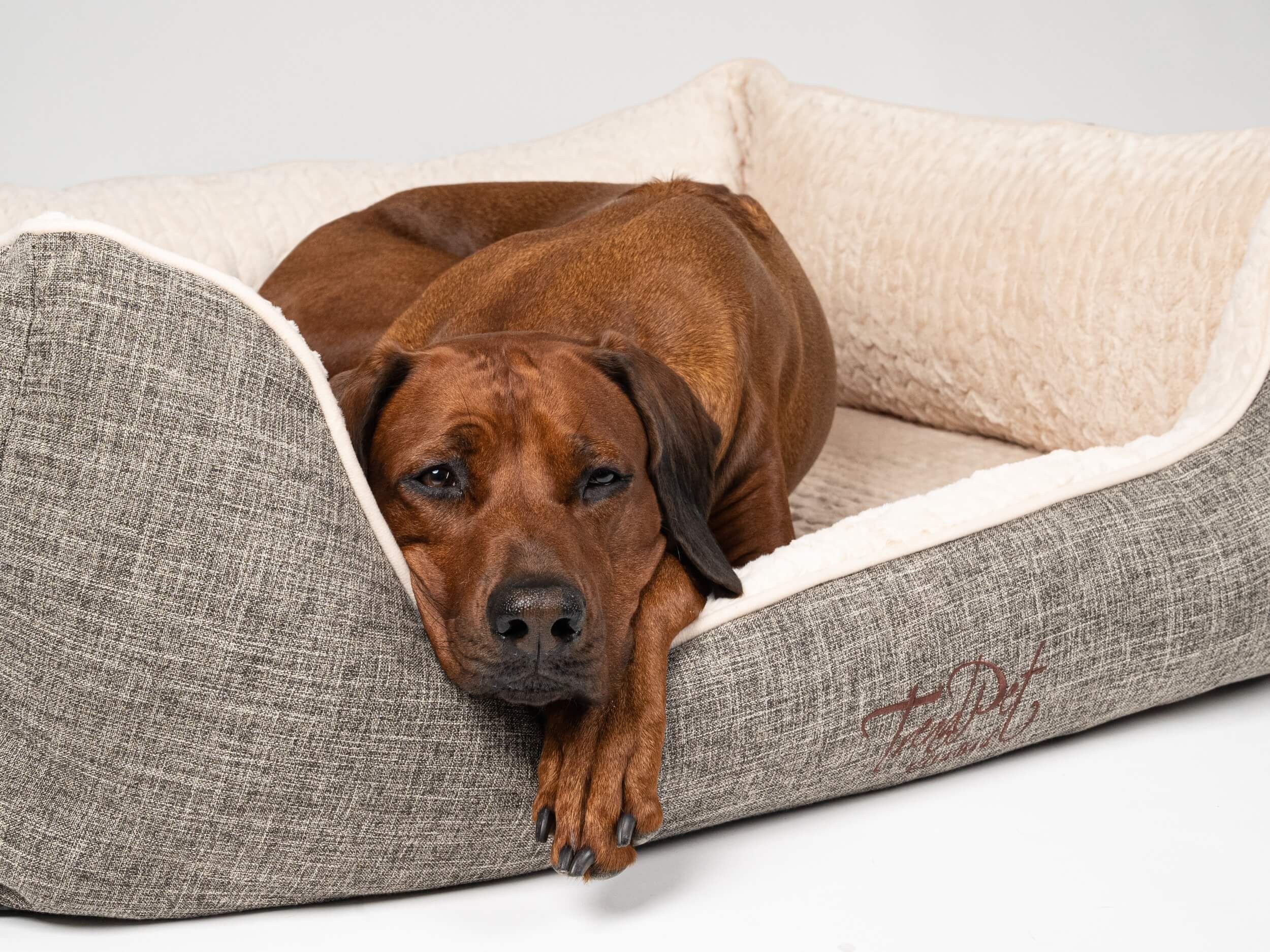 Hund liegt in orthopädischem Hundebett. Graues Bett mit beigem Innenfutter. TrendPet Logo sichtbar.